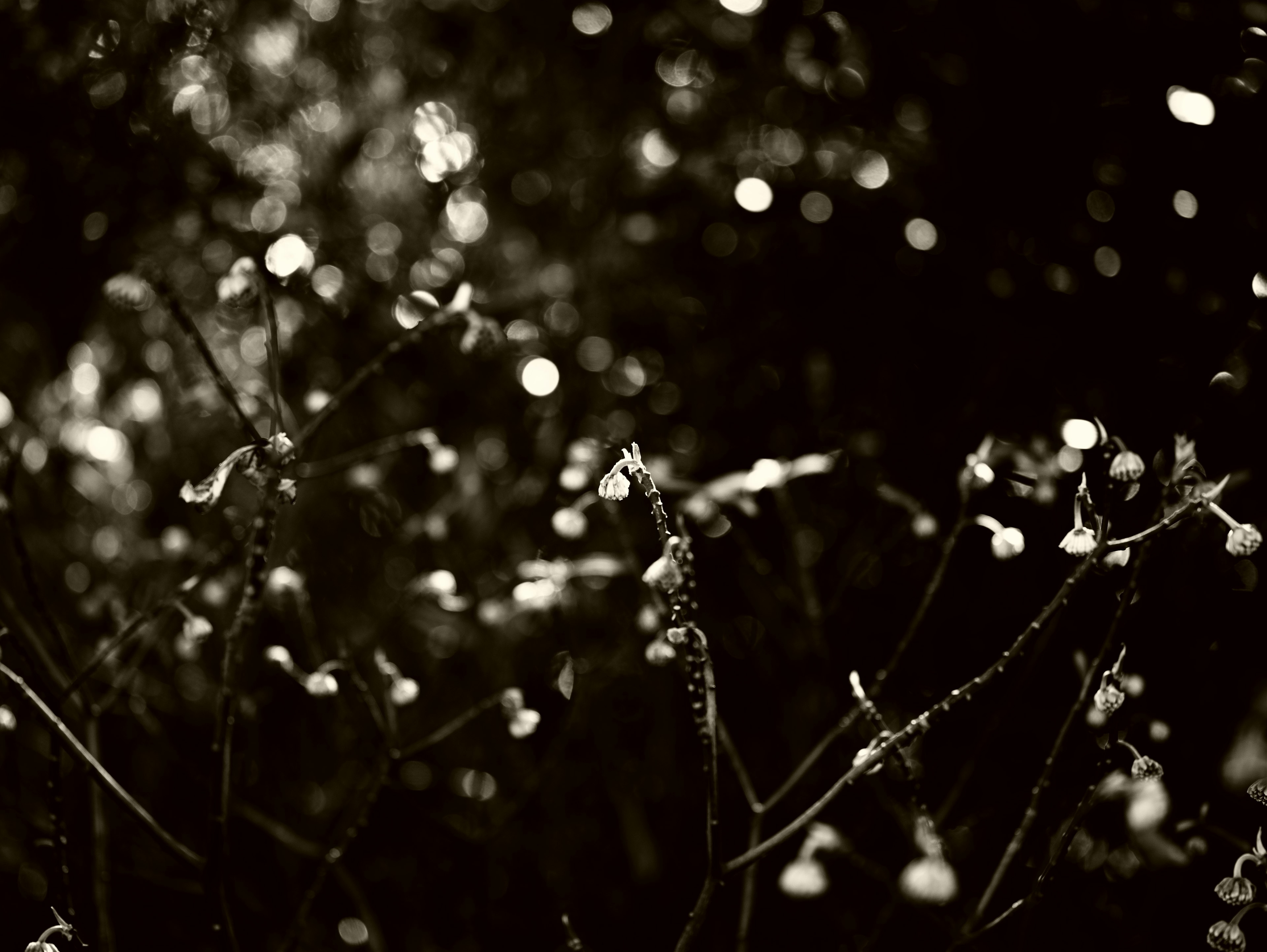 Close-up of branches with small white flowers against a dark background