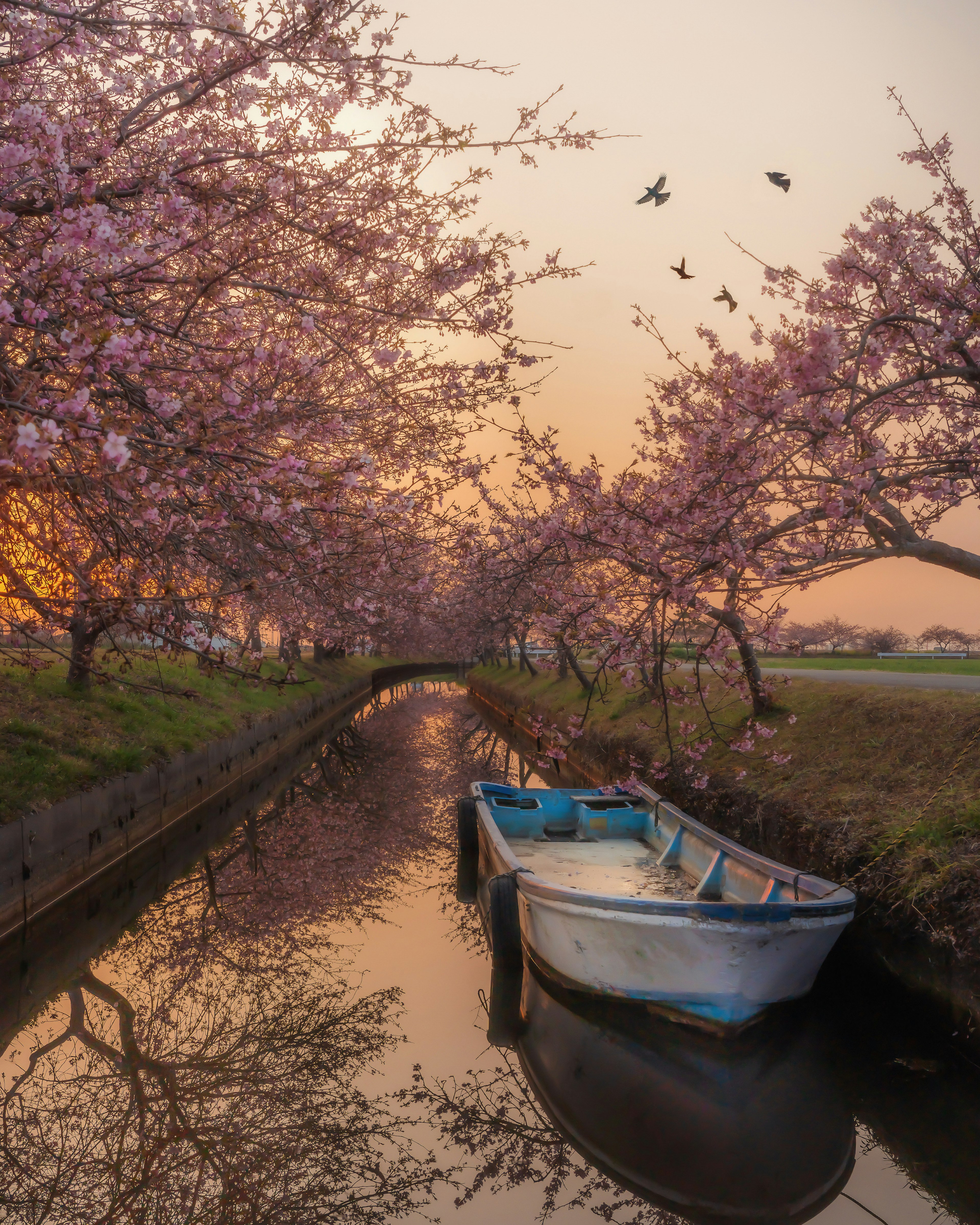 Bateau bleu sur un canal bordé d'arbres en fleurs de cerisier au coucher du soleil