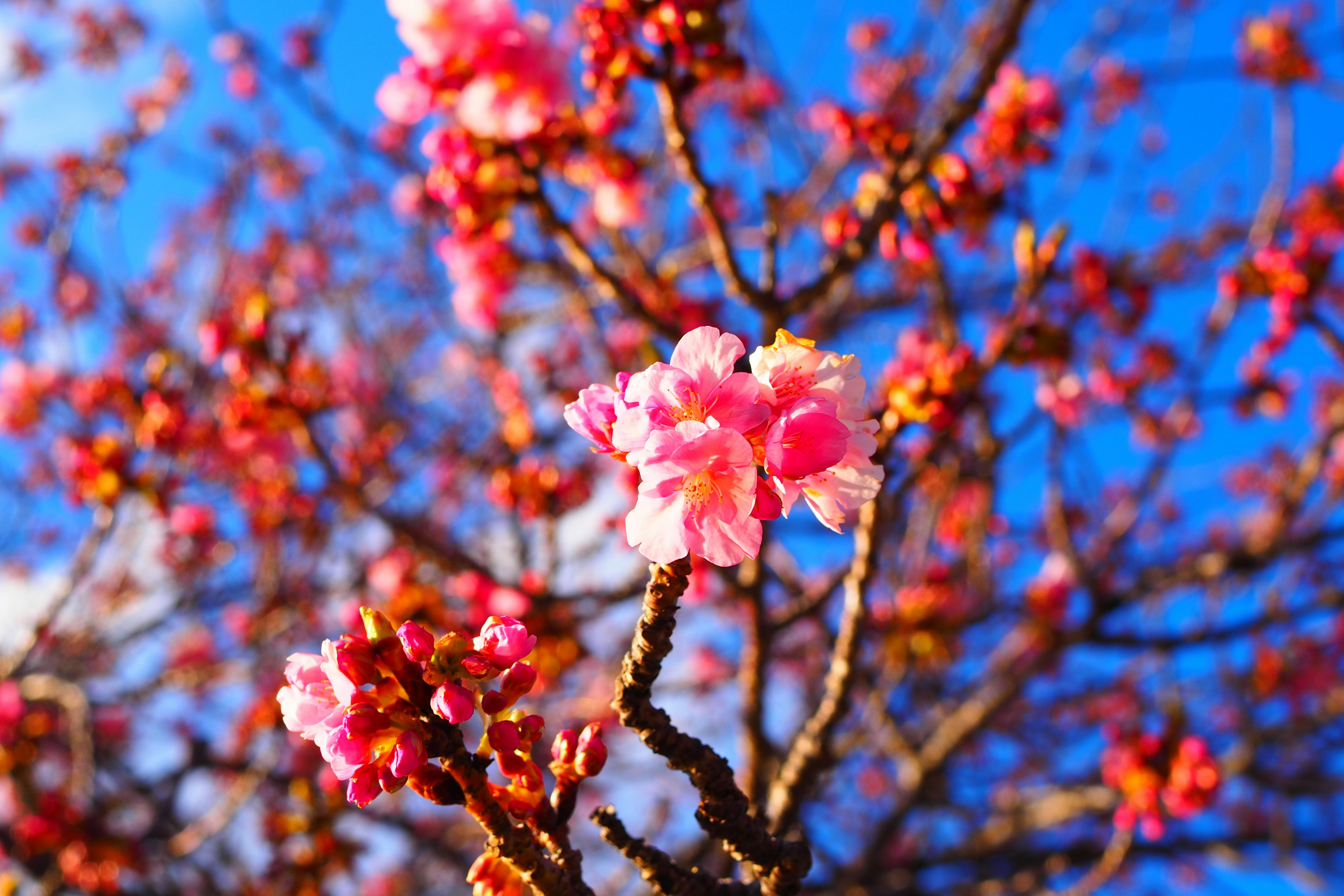 Close-up bunga sakura mekar di bawah langit biru