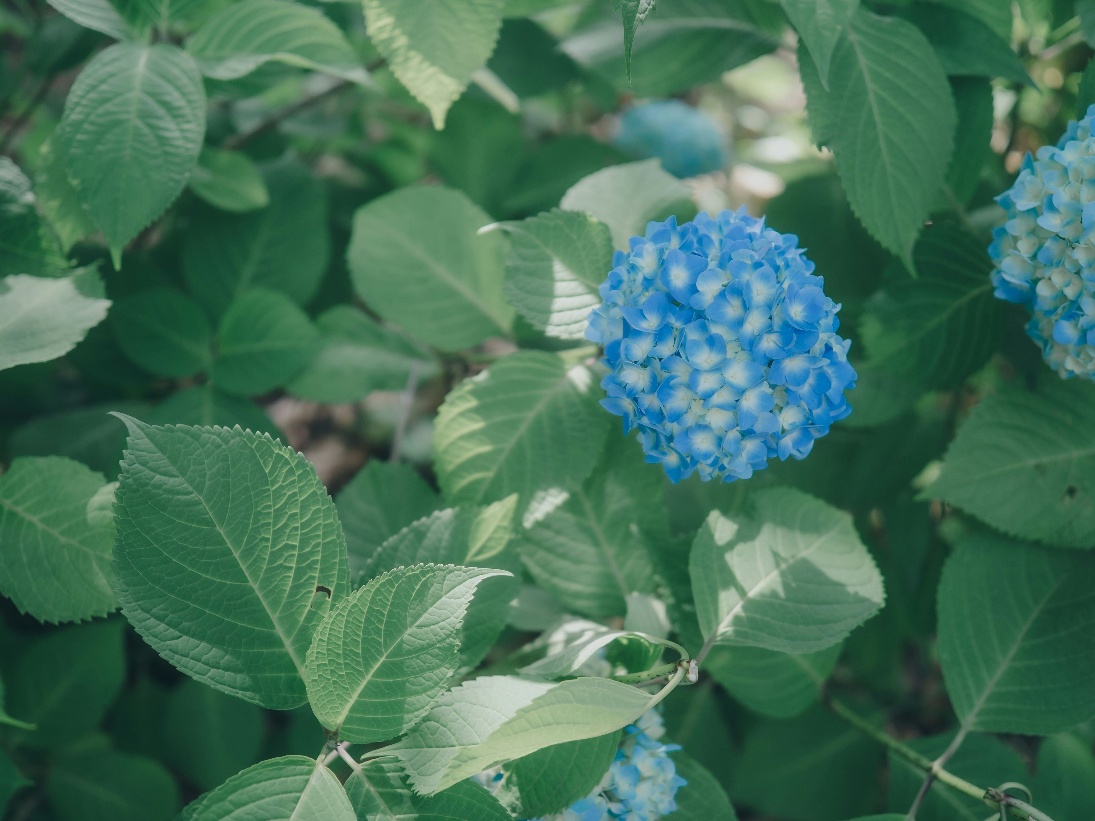青いアジサイの花と緑の葉が特徴的な植物のクローズアップ