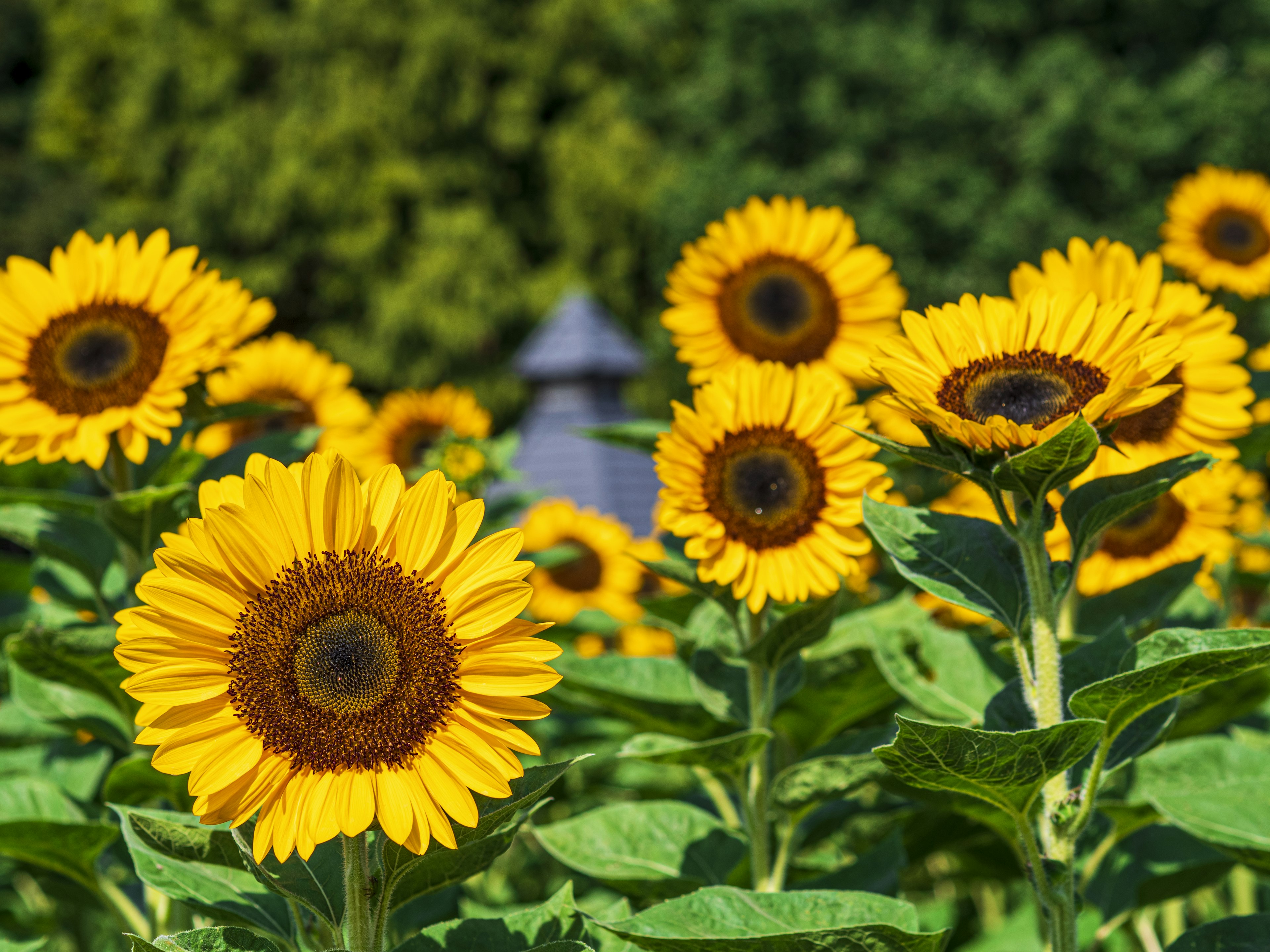 Lebendige Sonnenblumen umgeben von üppigem grünem Laub auf einem Feld