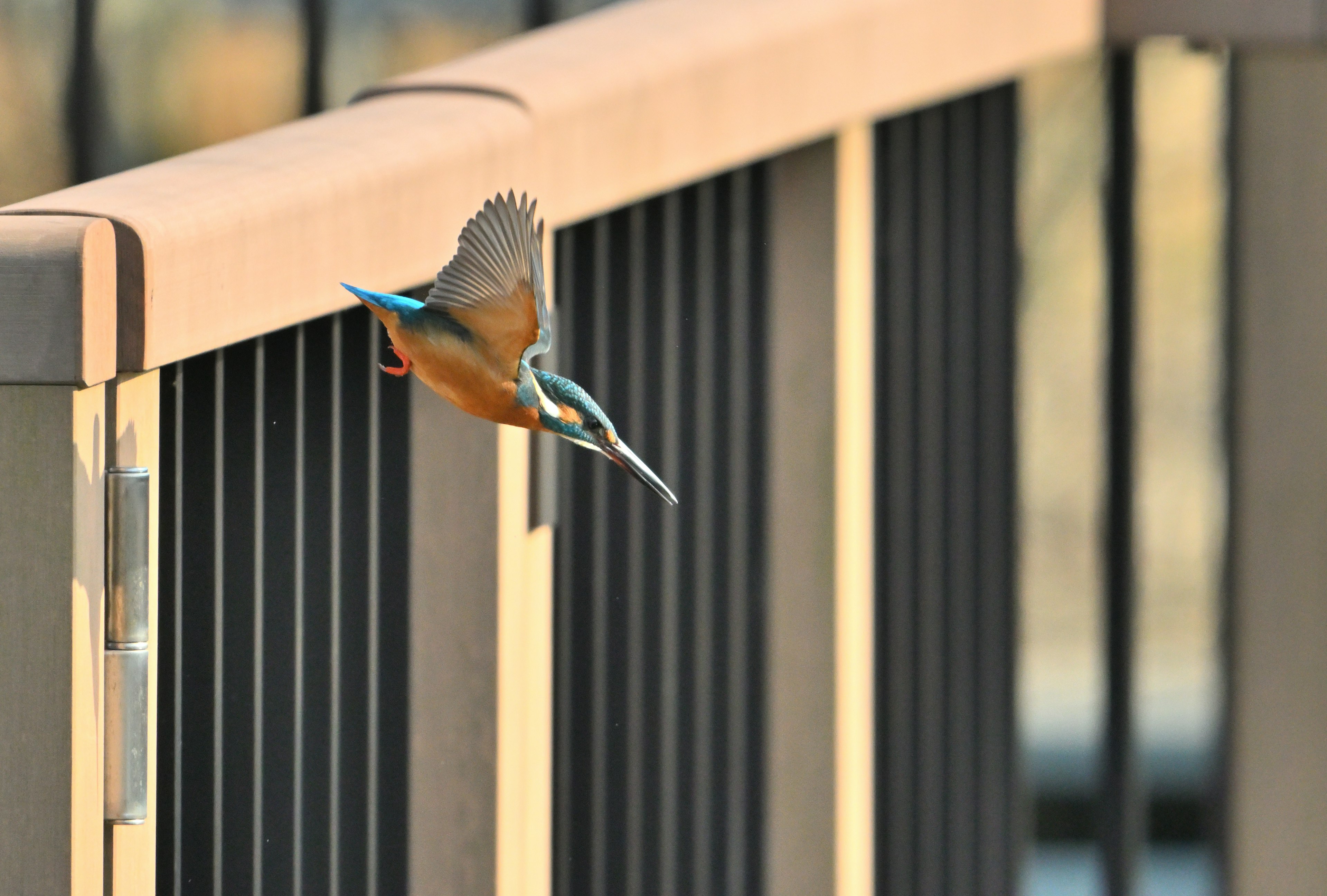 青い羽のカワセミがフェンスから飛び立つ瞬間