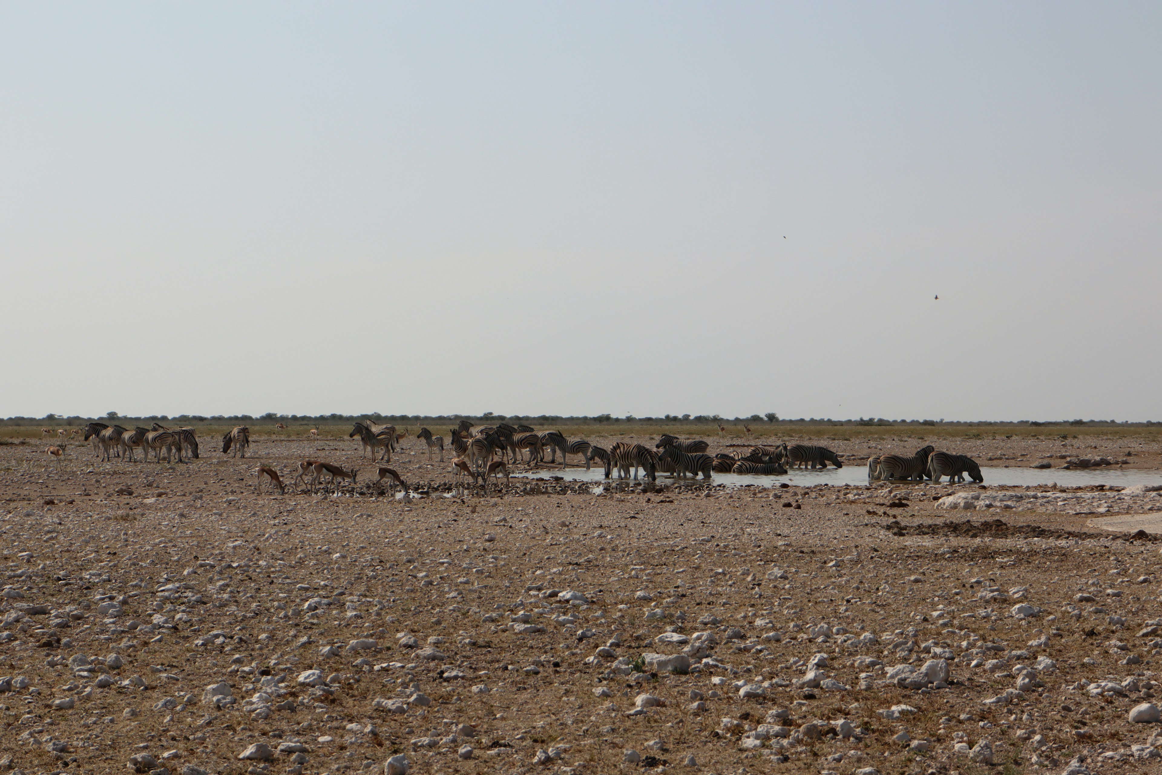 Rebaño de animales bebiendo agua en un paisaje seco