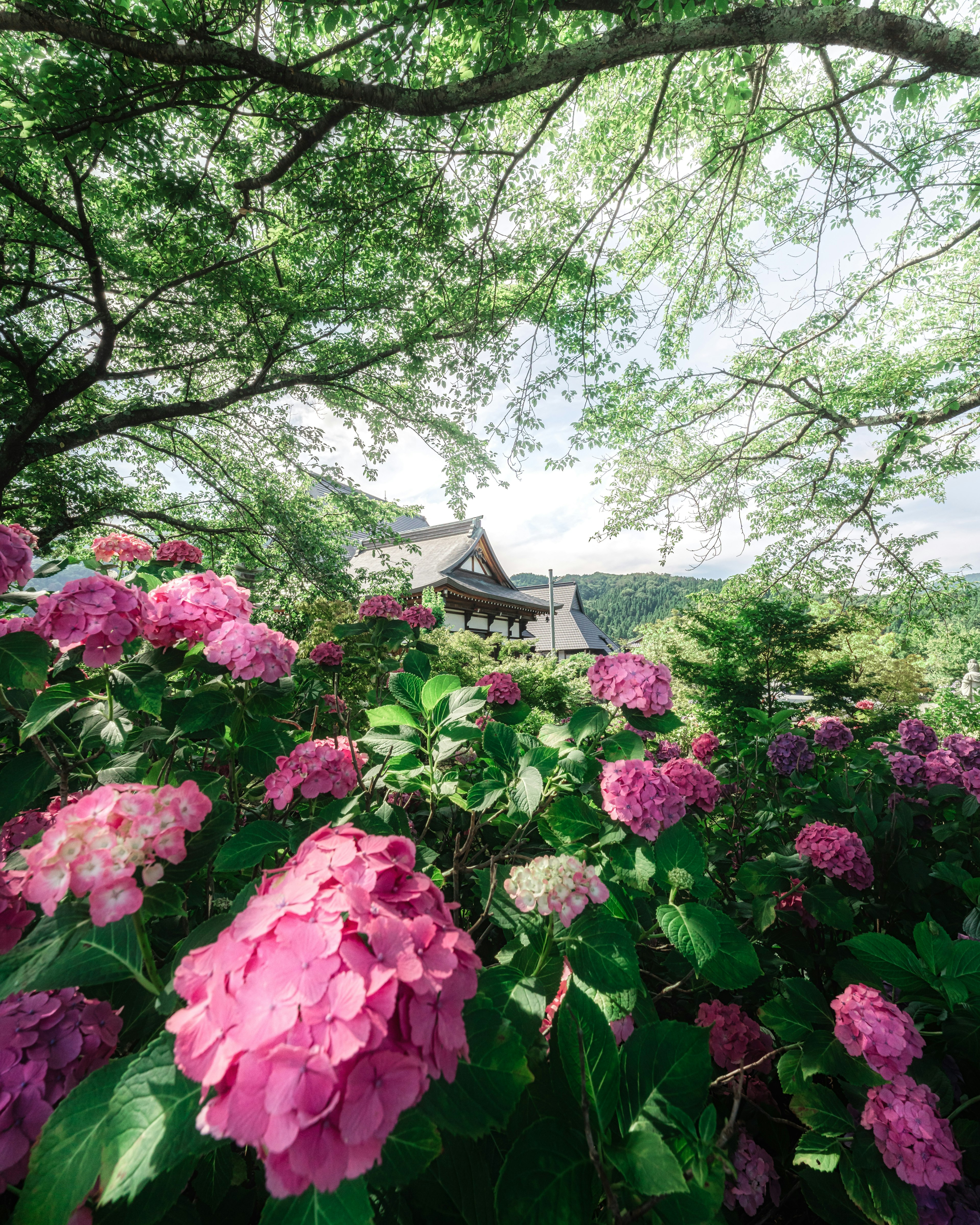 A landscape featuring blooming hydrangeas surrounded by green trees with a building in the background