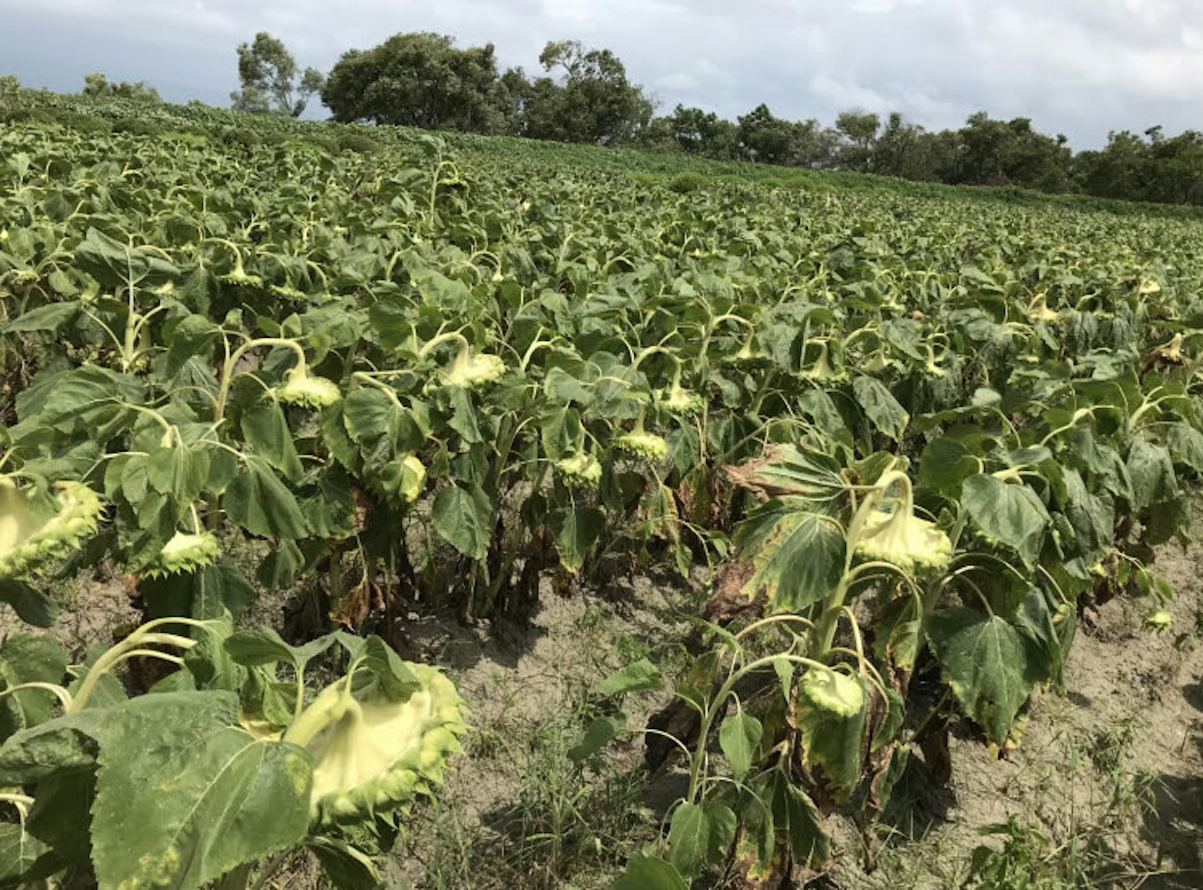 Campo de girasoles con plantas marchitas bajo un cielo nublado