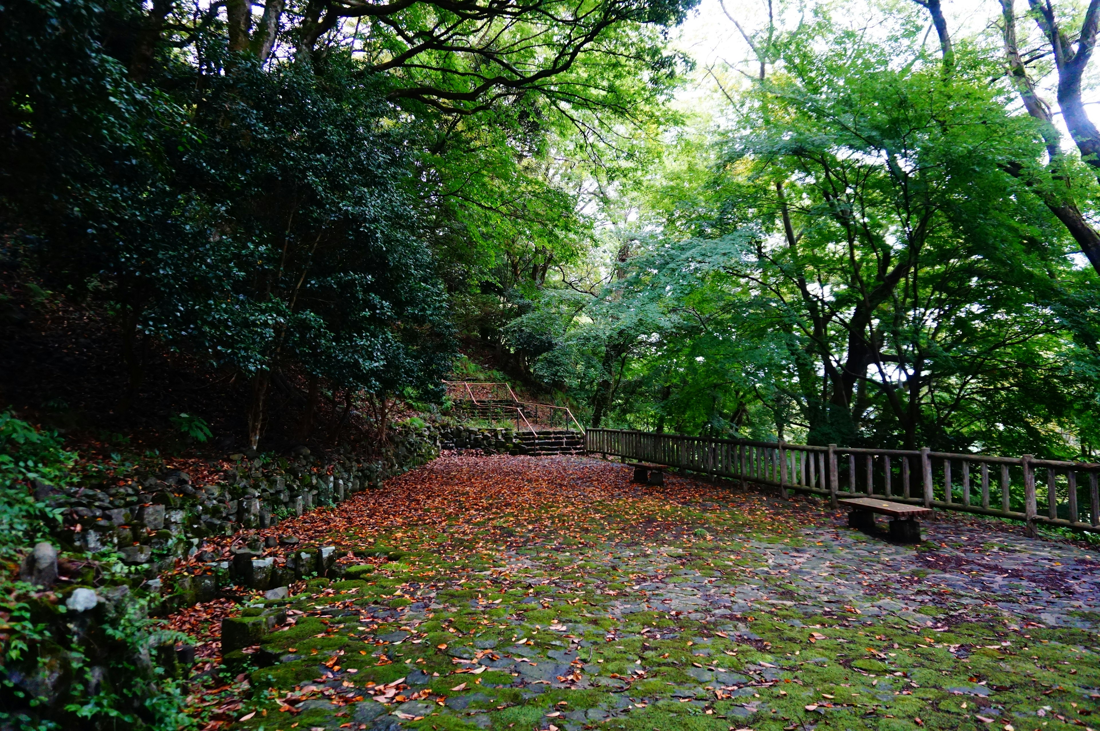 Sentier forestier verdoyant avec des feuilles mortes et une balustrade en bois