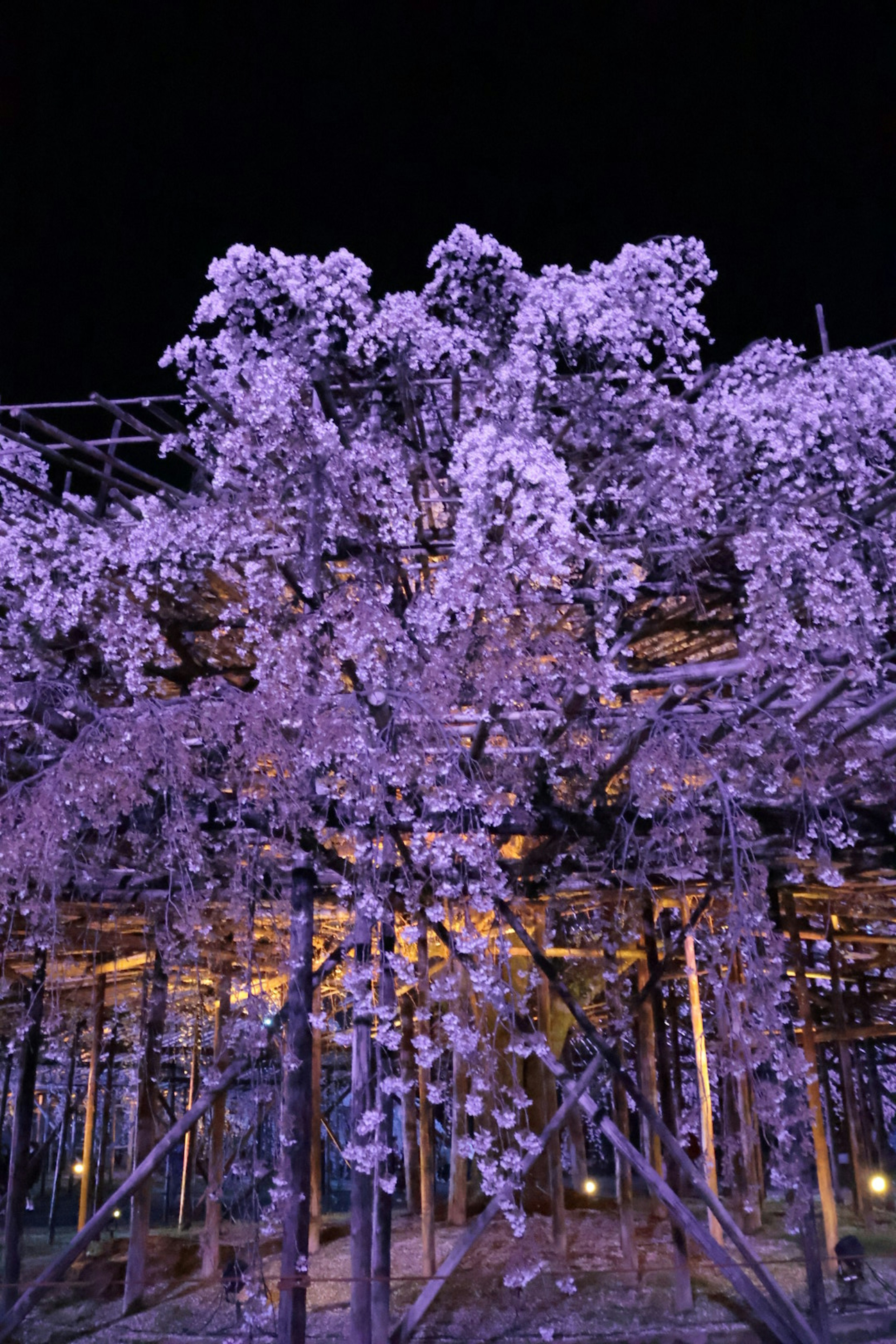 紫色の藤の花が美しく咲いている夜の風景