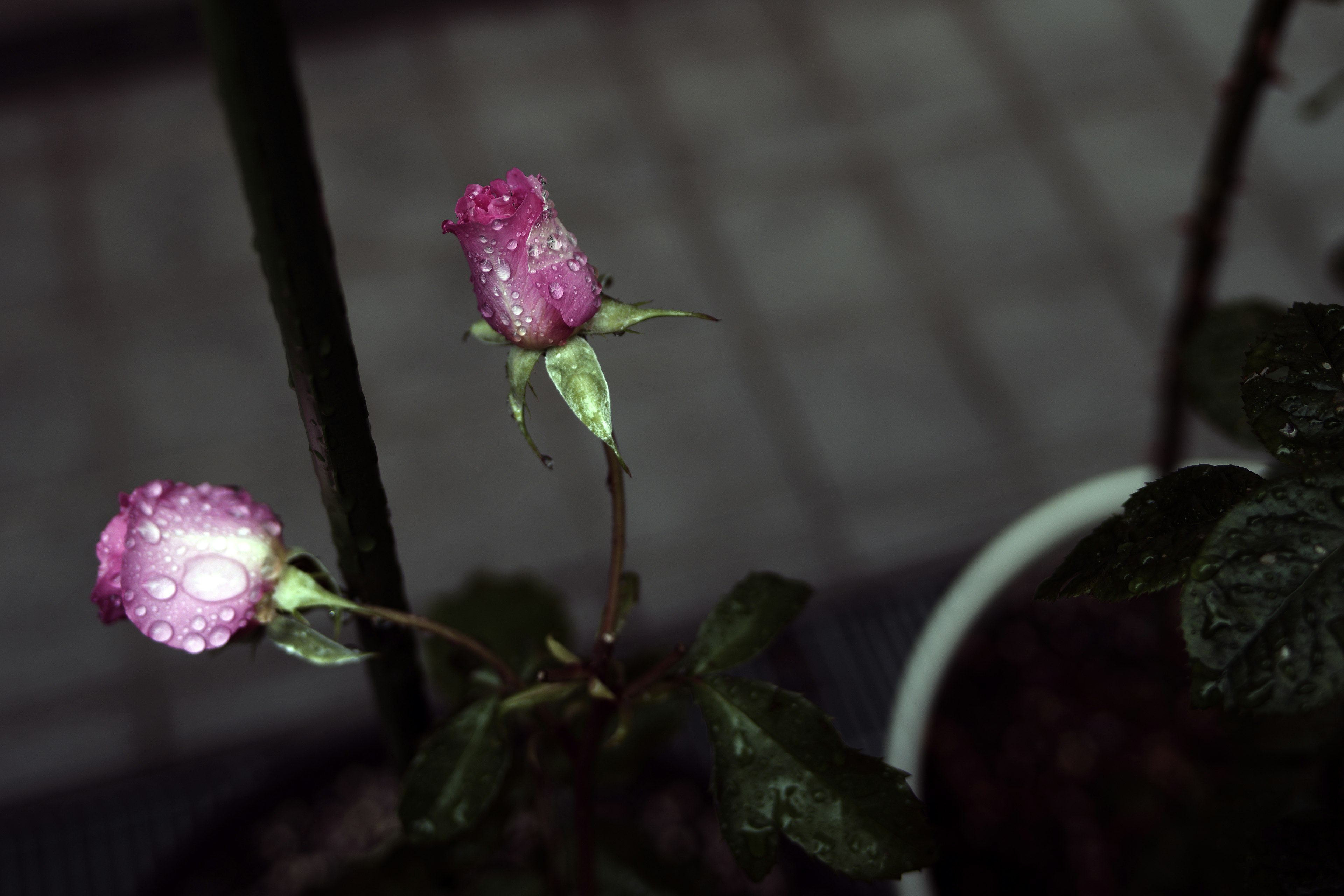 Dos botones de rosa rosa con gotas de agua y hojas verdes