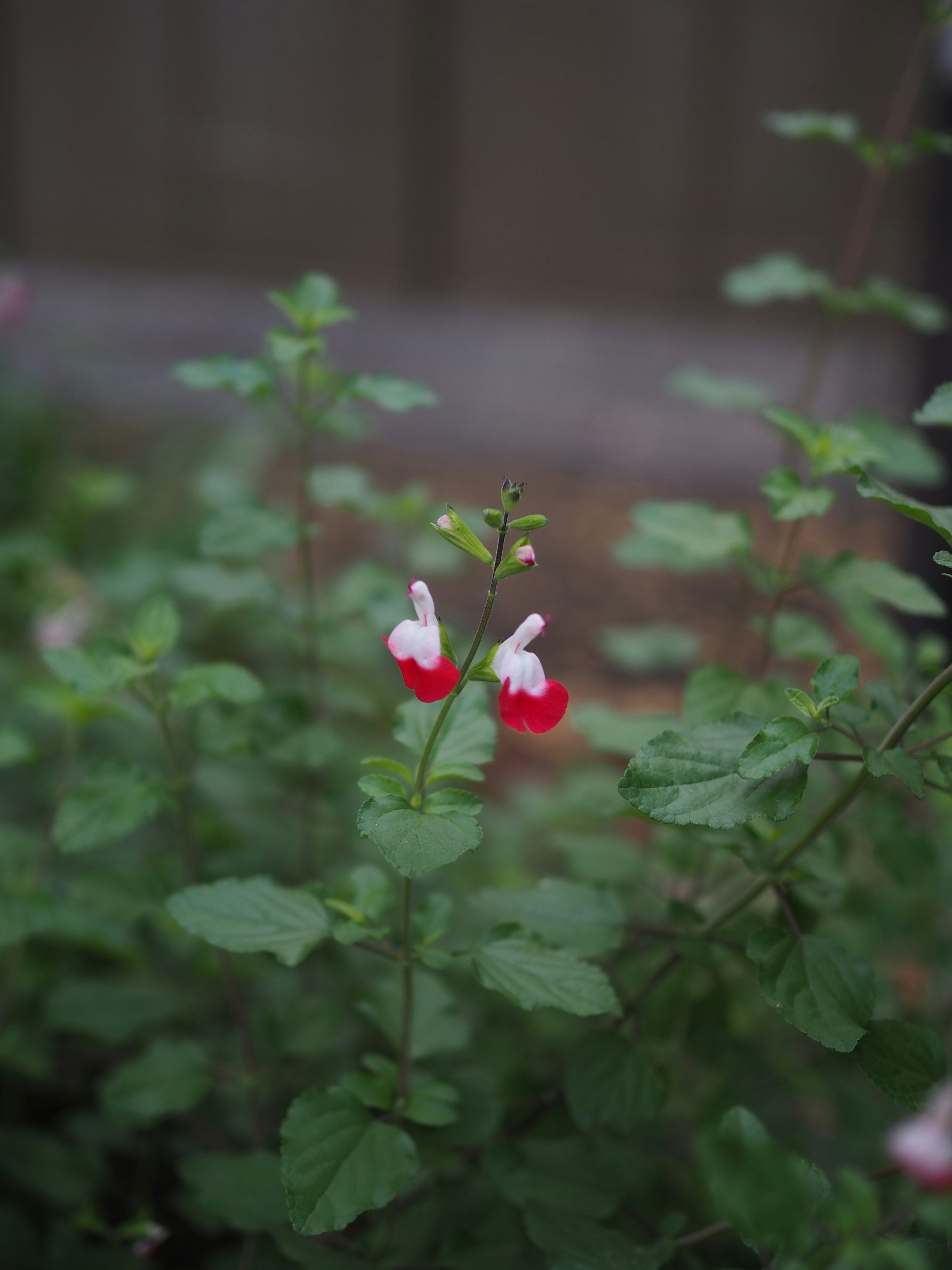 赤と白の花をつけた緑の葉の植物