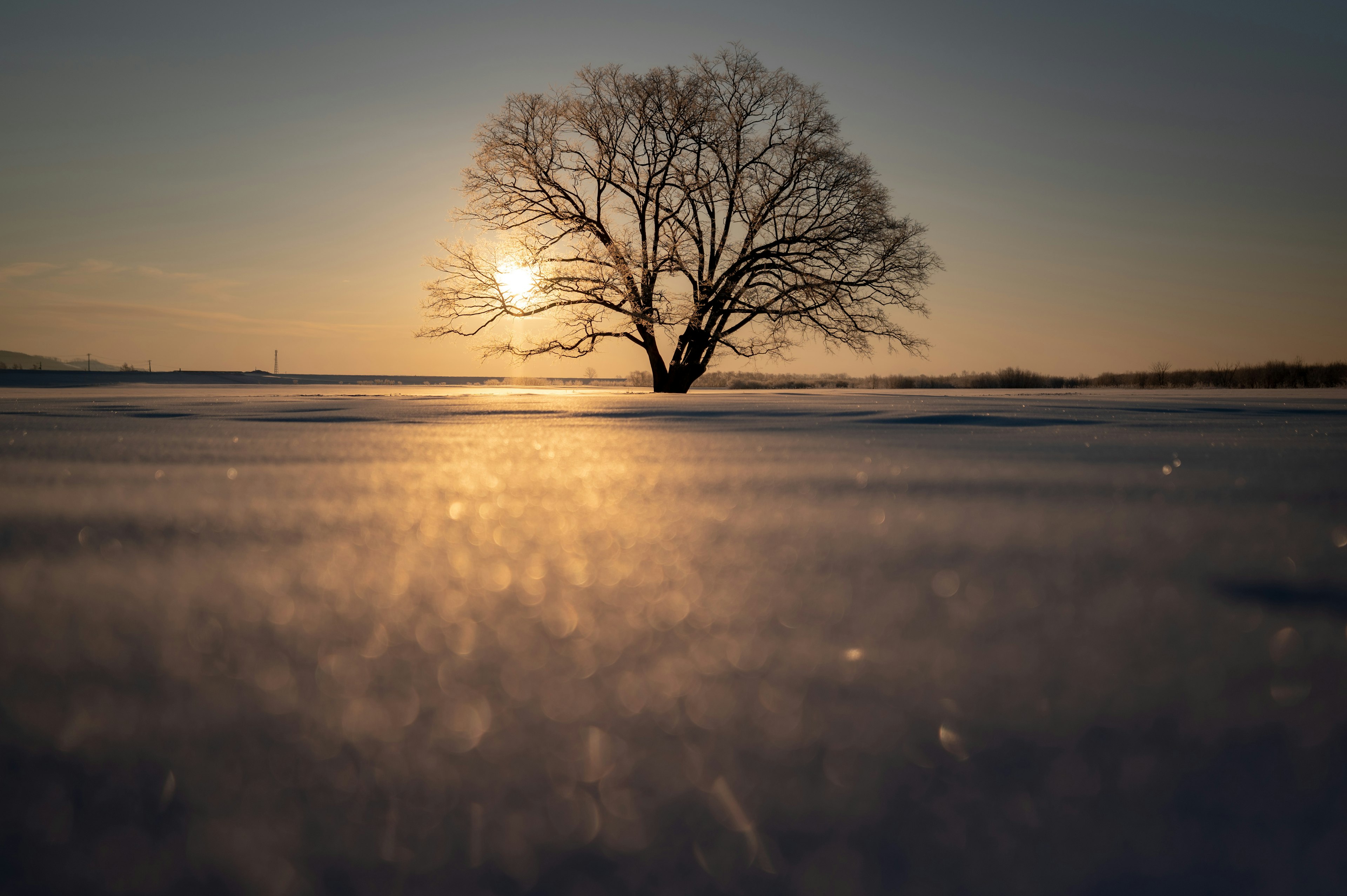 雪の上に立つ木とその背後に沈む太陽