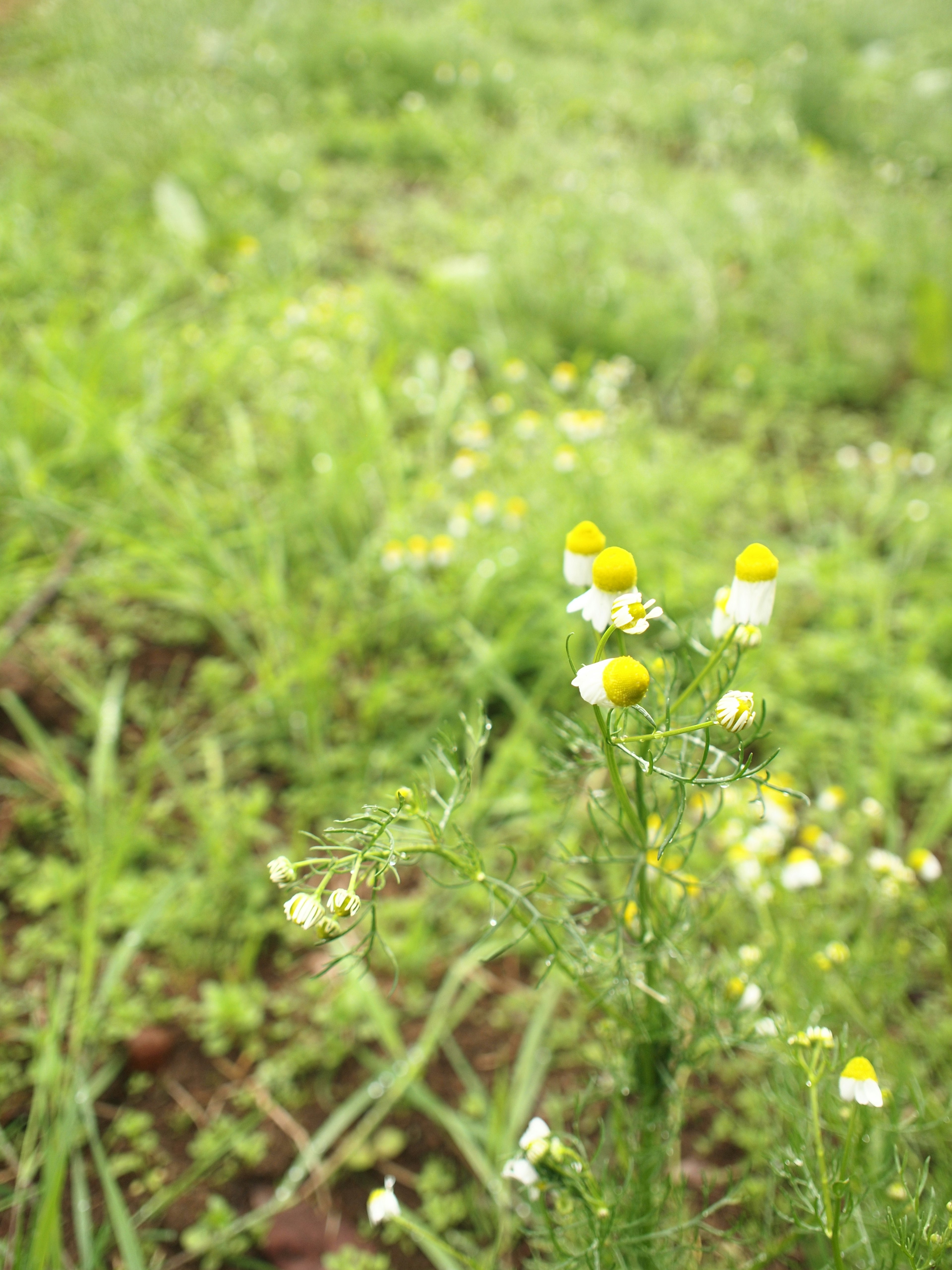 黄色い花と緑の草が広がる風景