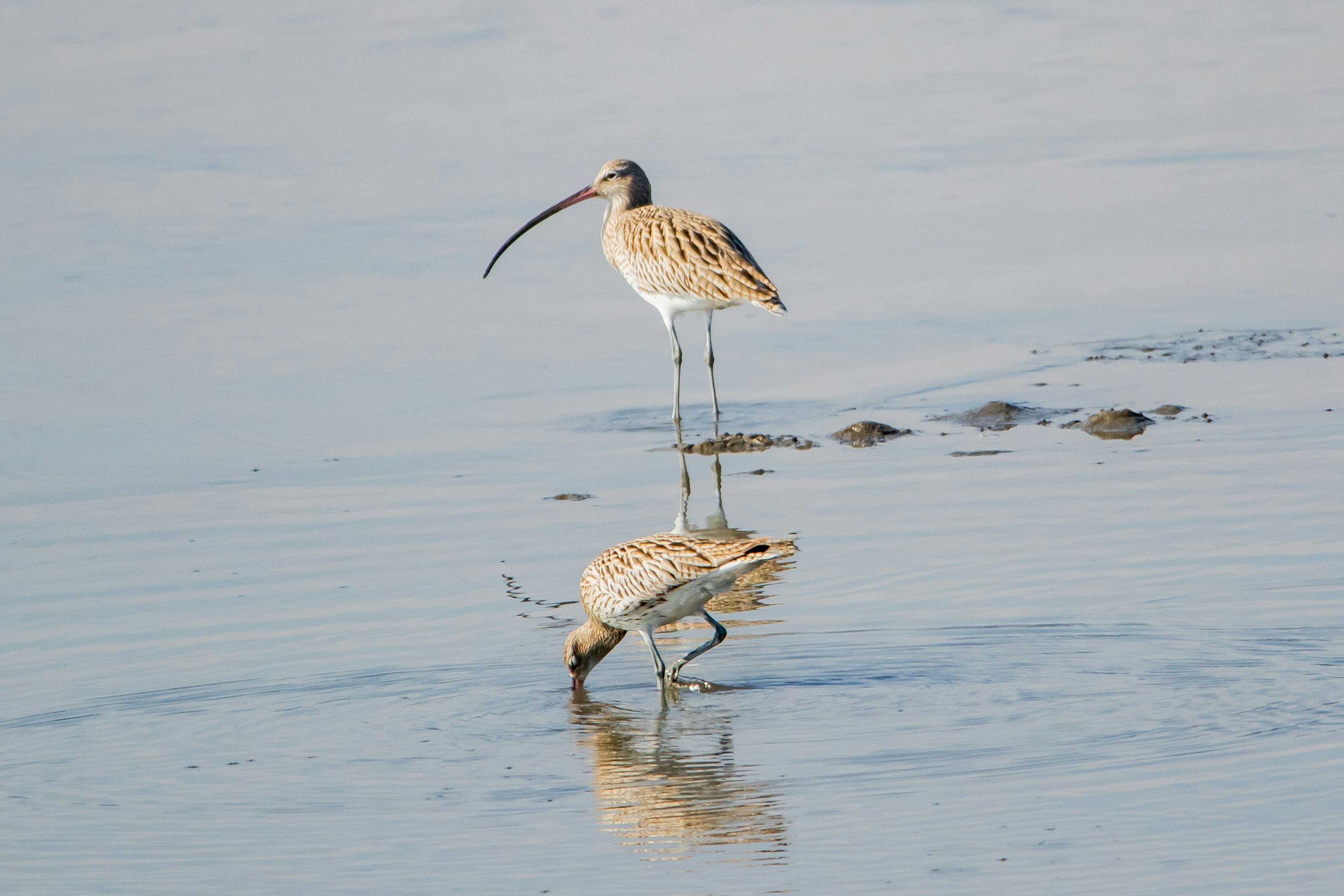 Hai con chim curlew đứng gần nước với hình ảnh phản chiếu rõ ràng