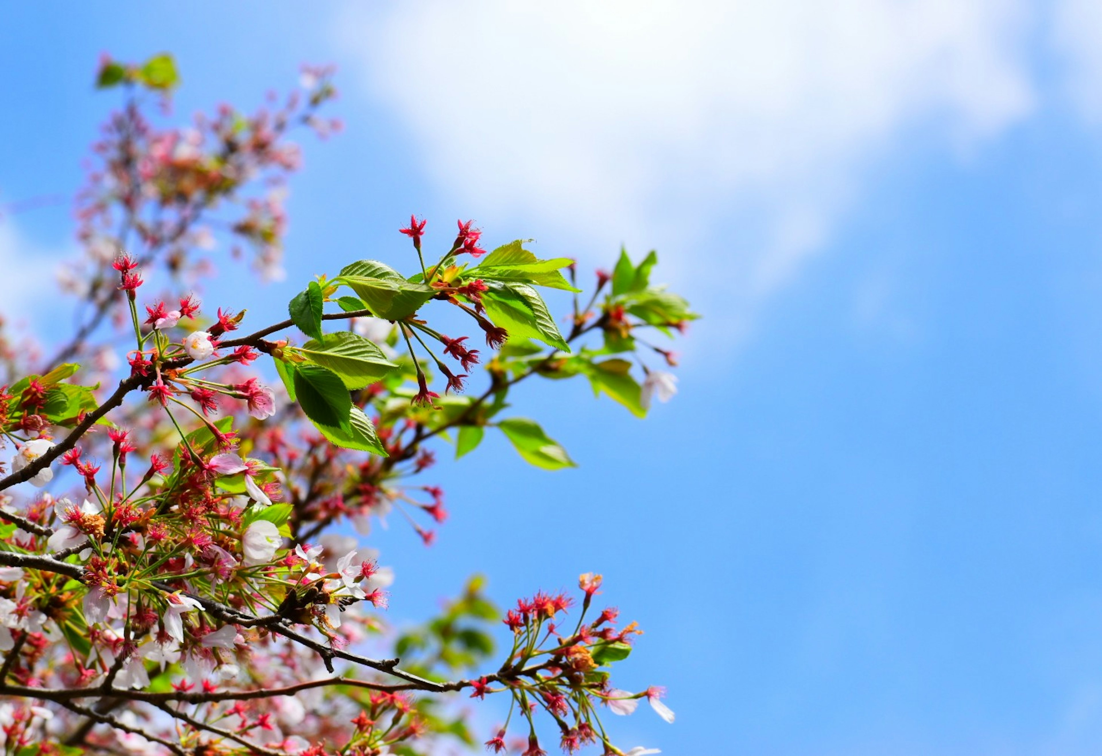 Rama con flores rosas y hojas verdes contra un cielo azul