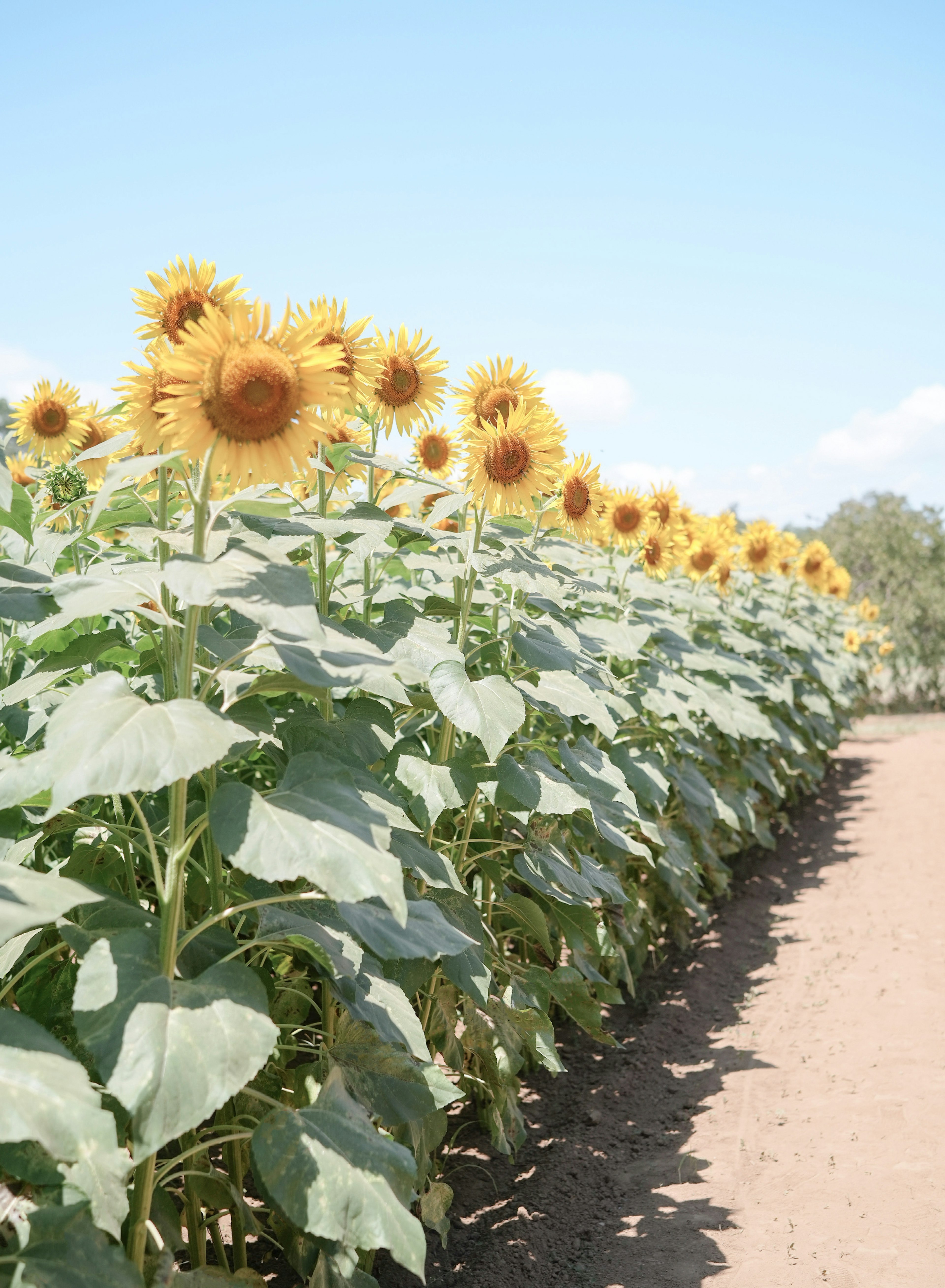 Champ de tournesols sous un ciel bleu dégagé