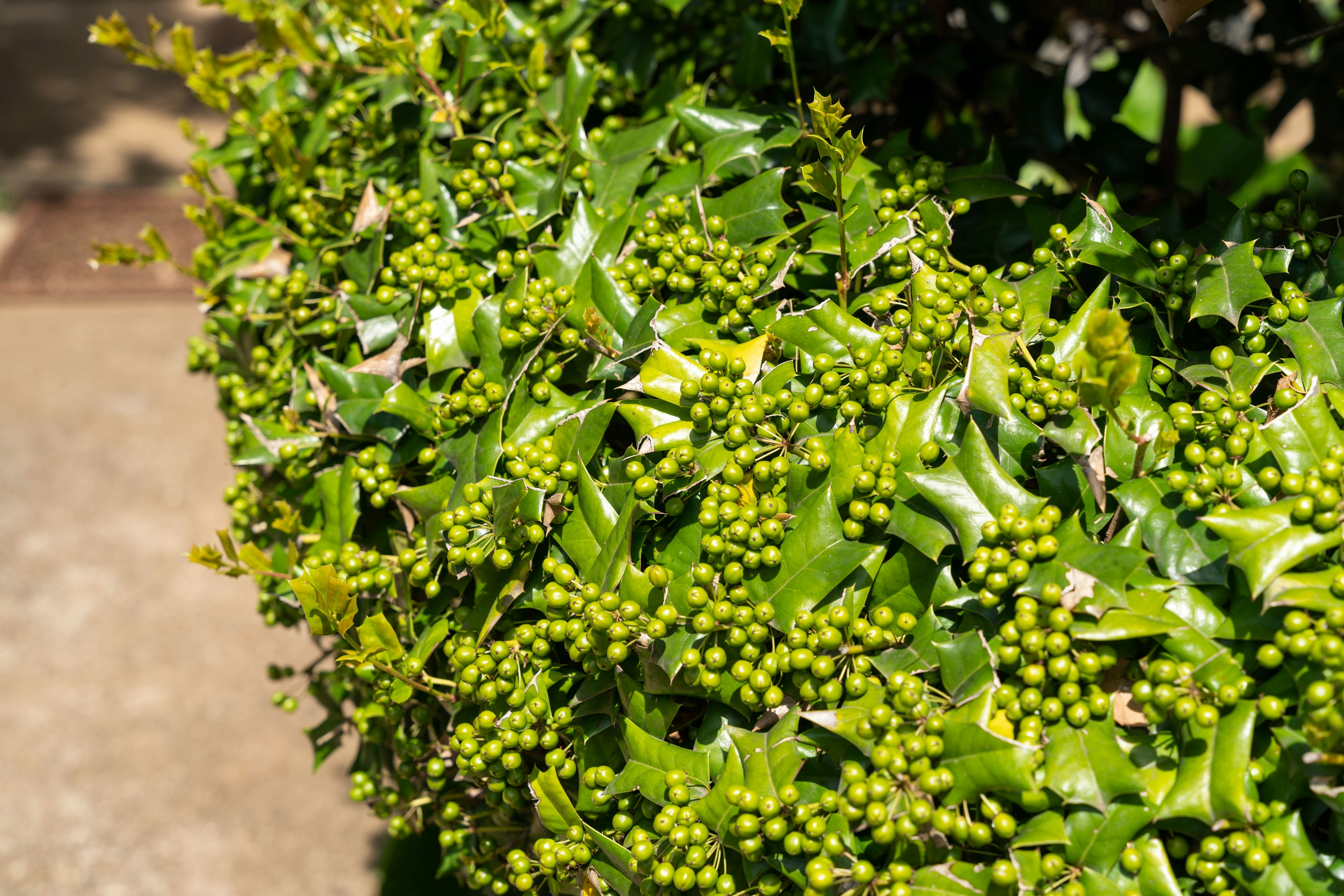 Close-up of green leaves and buds on a bush illuminated by sunlight