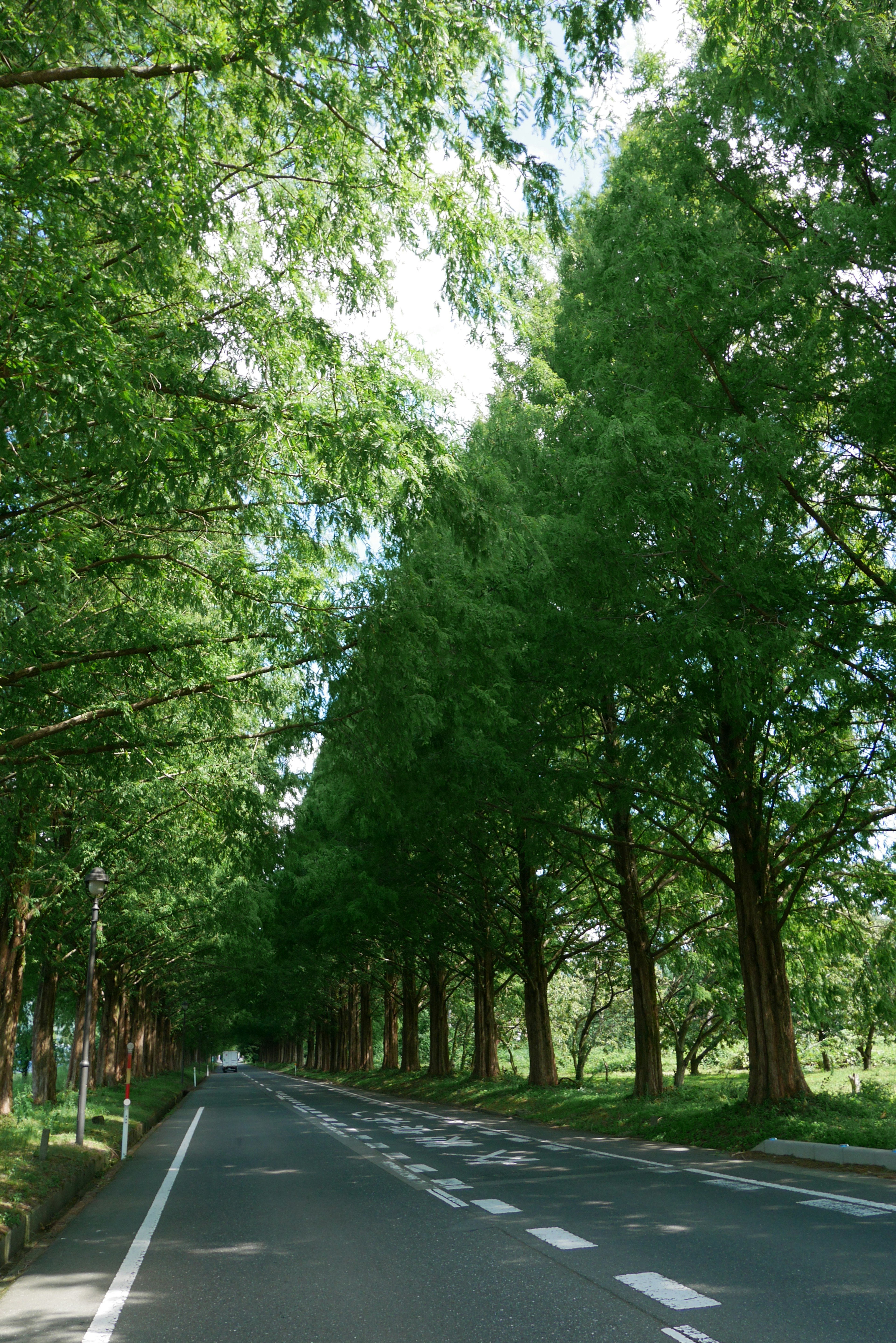 Quiet road surrounded by lush green trees