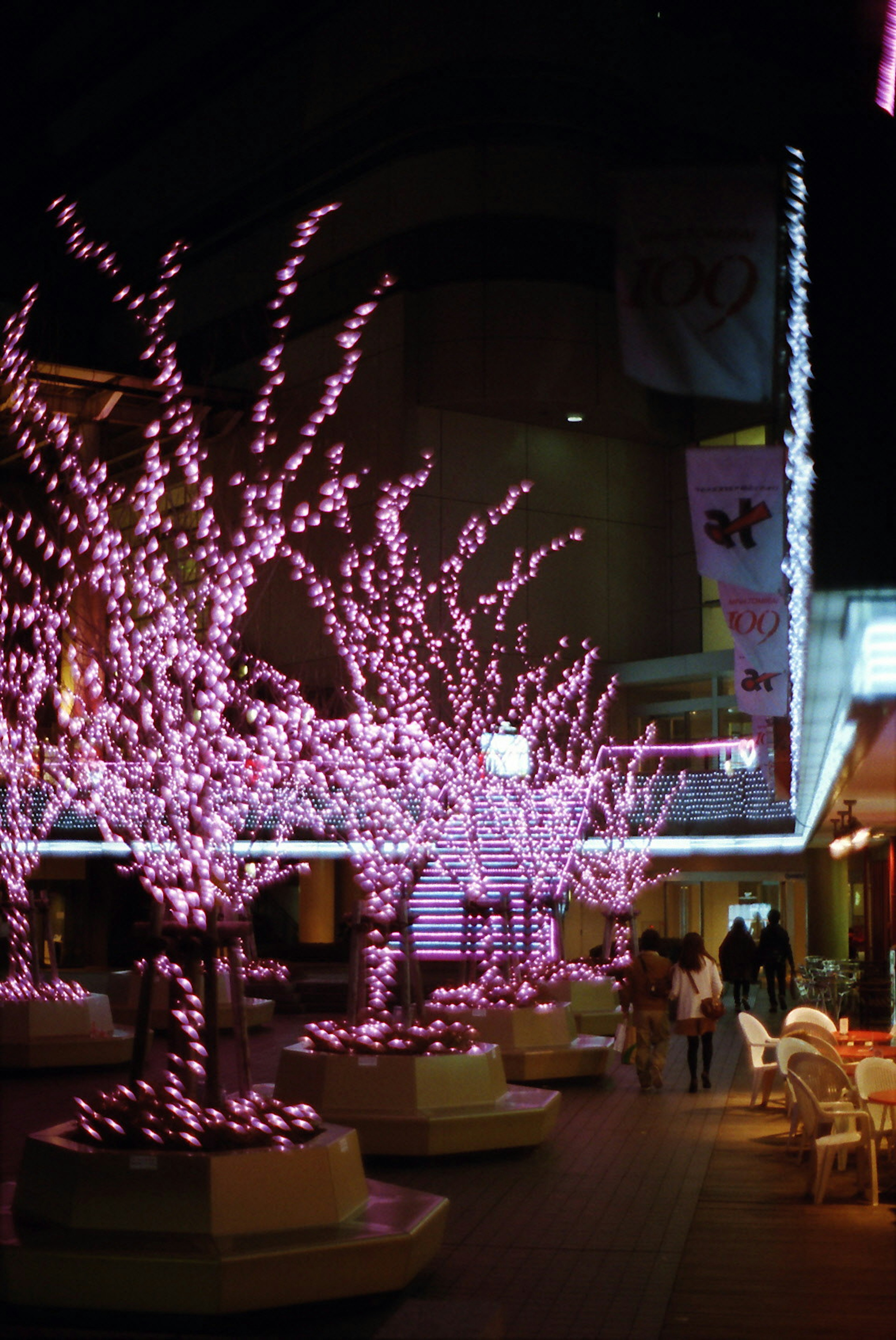 Arbres de cerisier roses illuminés dans un cadre nocturne avec des personnes