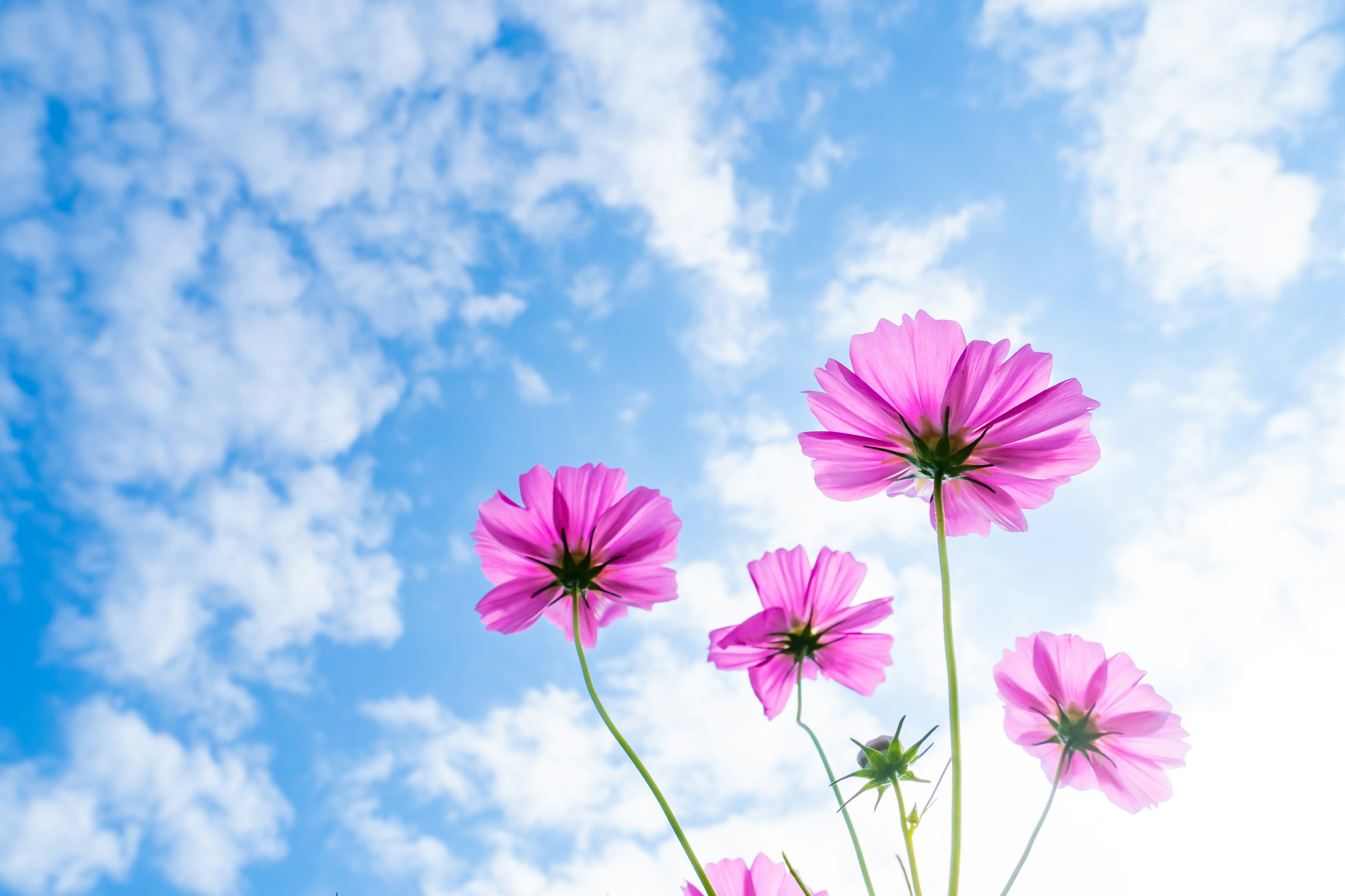 Nahaufnahme von rosa Blumen, die unter einem blauen Himmel blühen