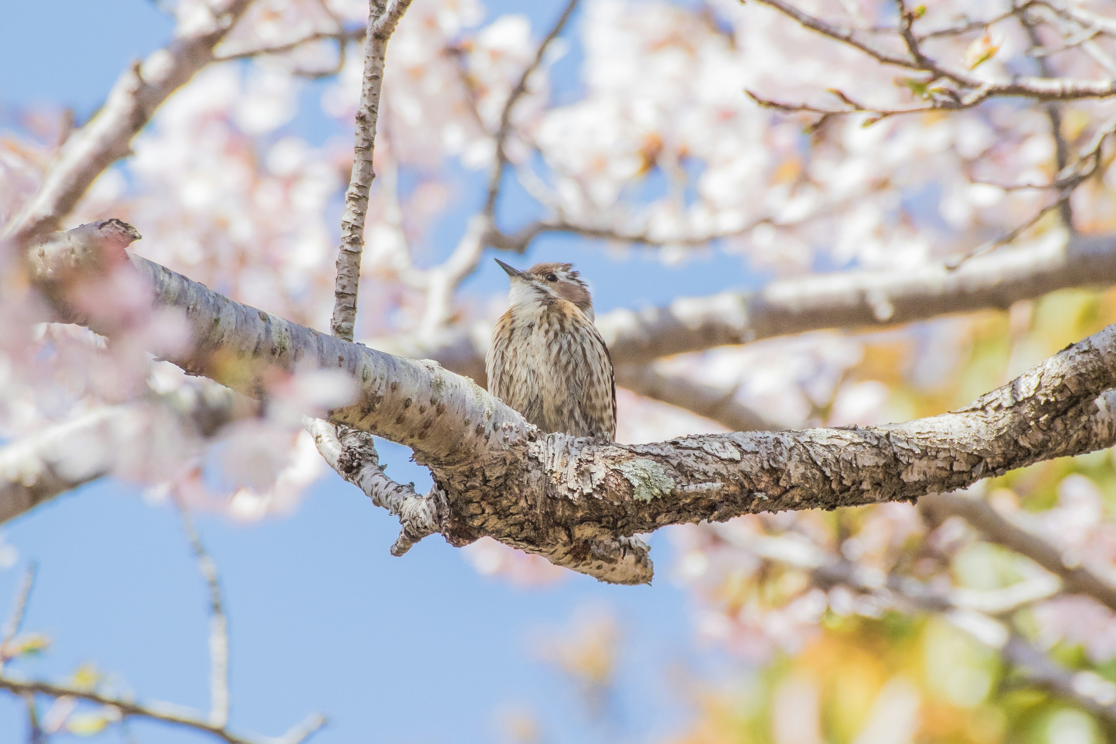 Ein kleiner Vogel sitzt auf einem Ast eines Kirschbaums