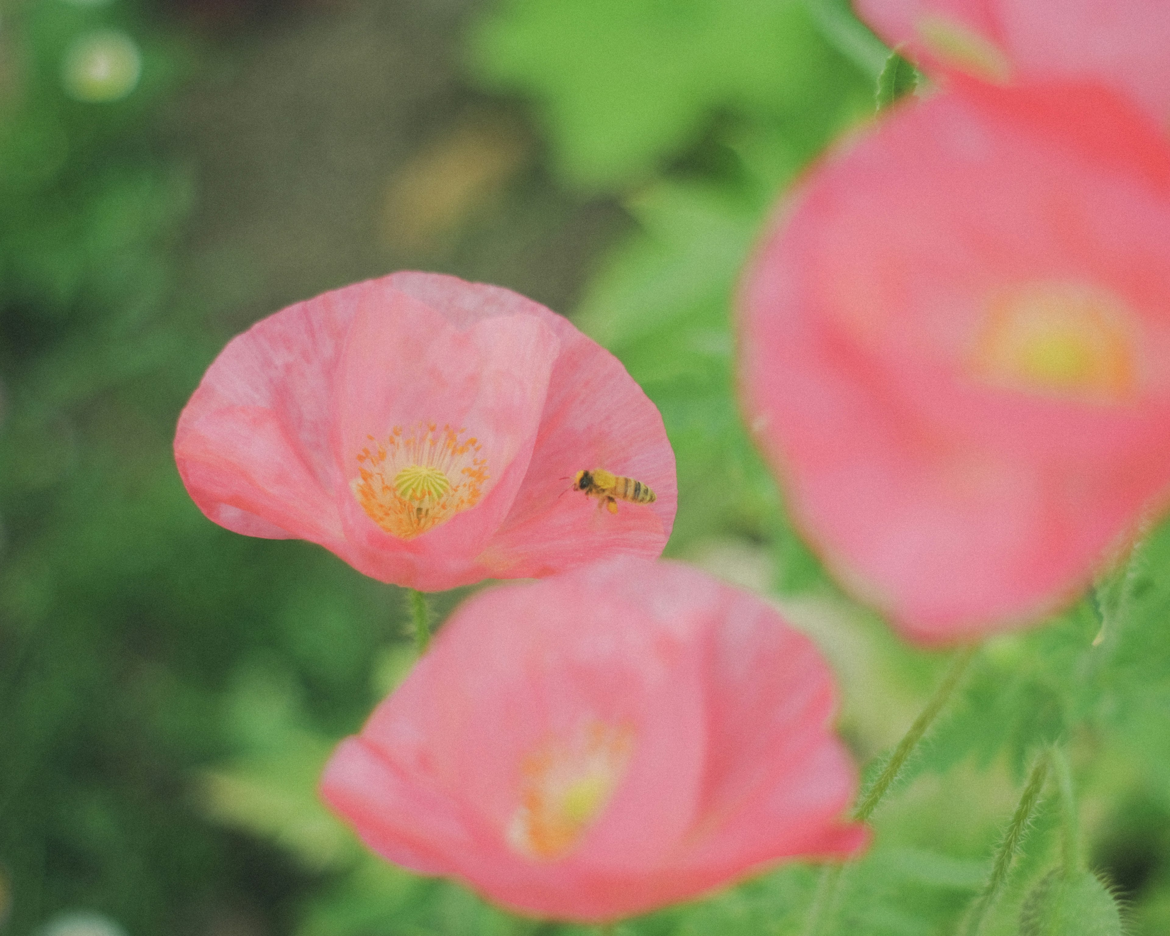 ピンクの花とその中心にいる小さな虫のクローズアップ