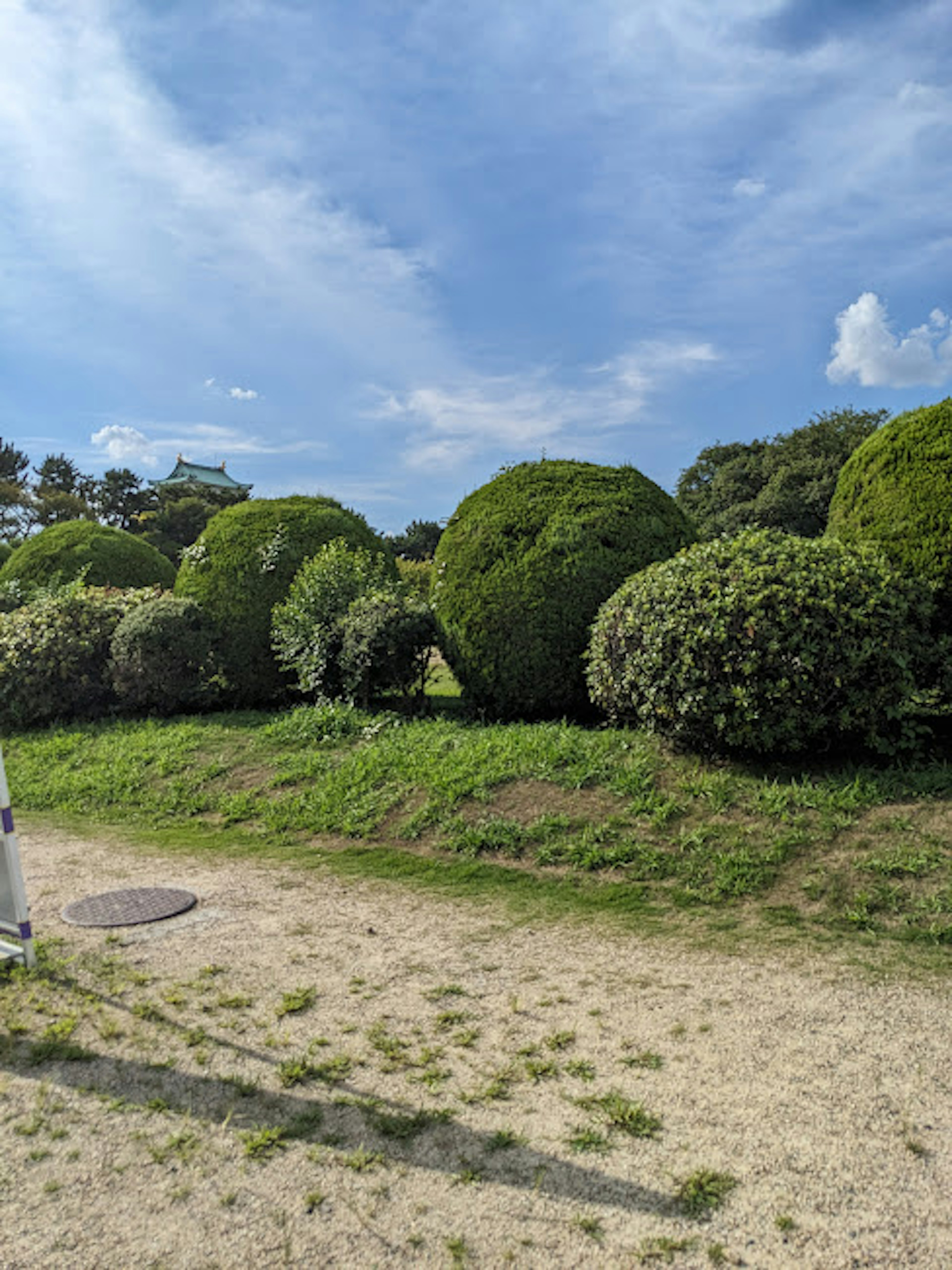 郁郁蔥蔥的花園，圓形灌木和藍天