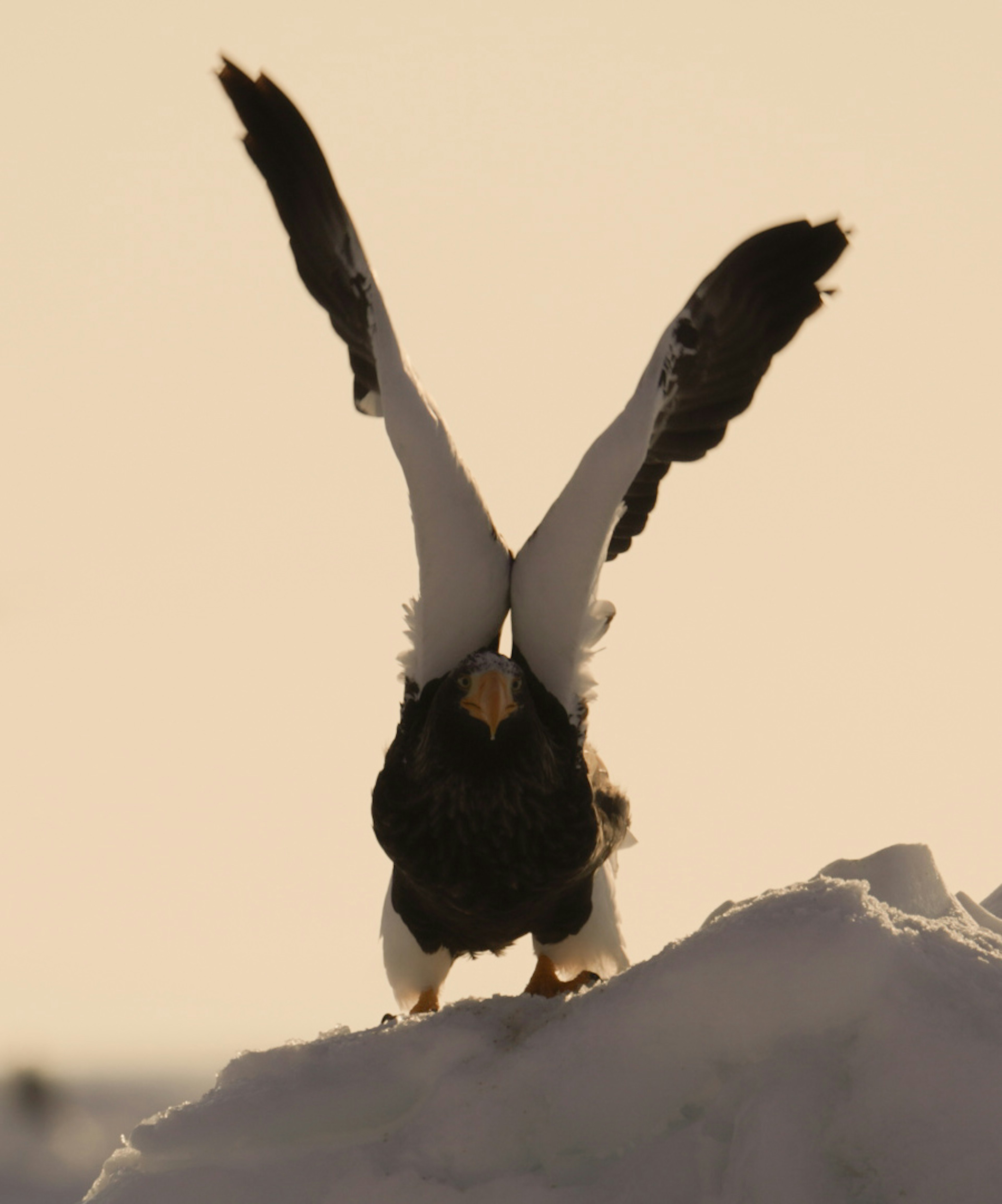 Un aigle de mer de Steller debout sur la neige avec les ailes déployées