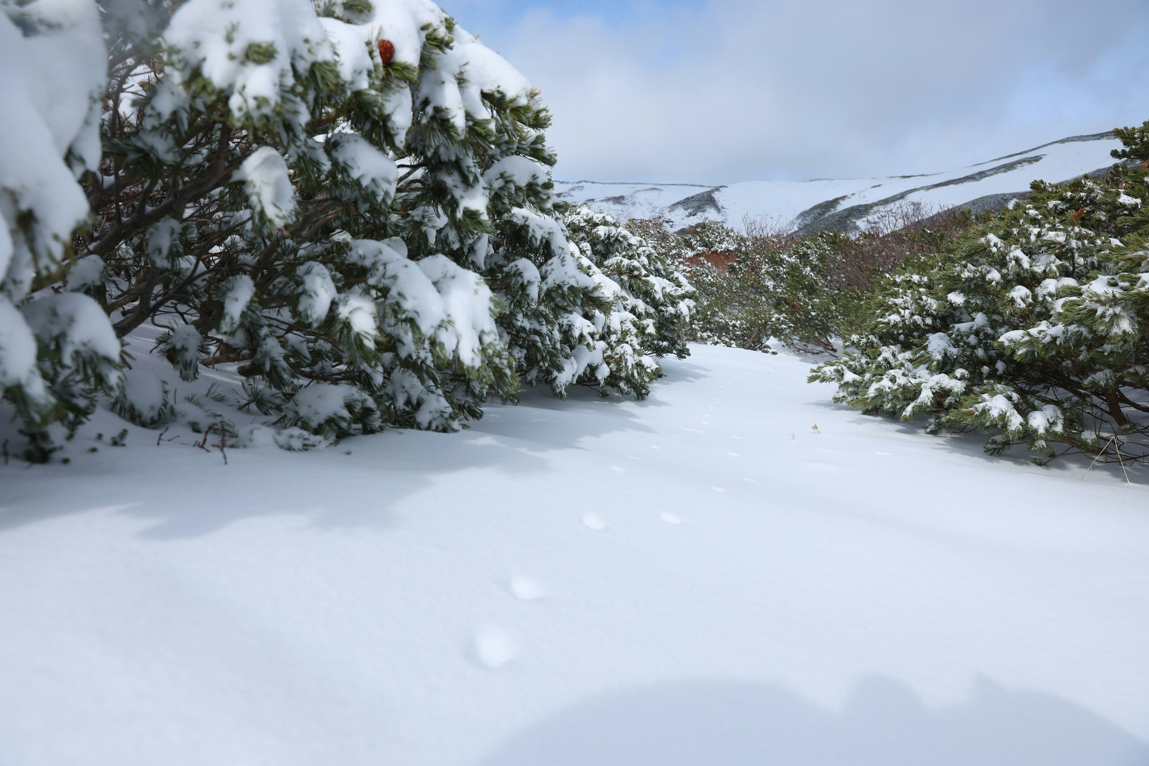 雪に覆われた道と周囲の木々の風景