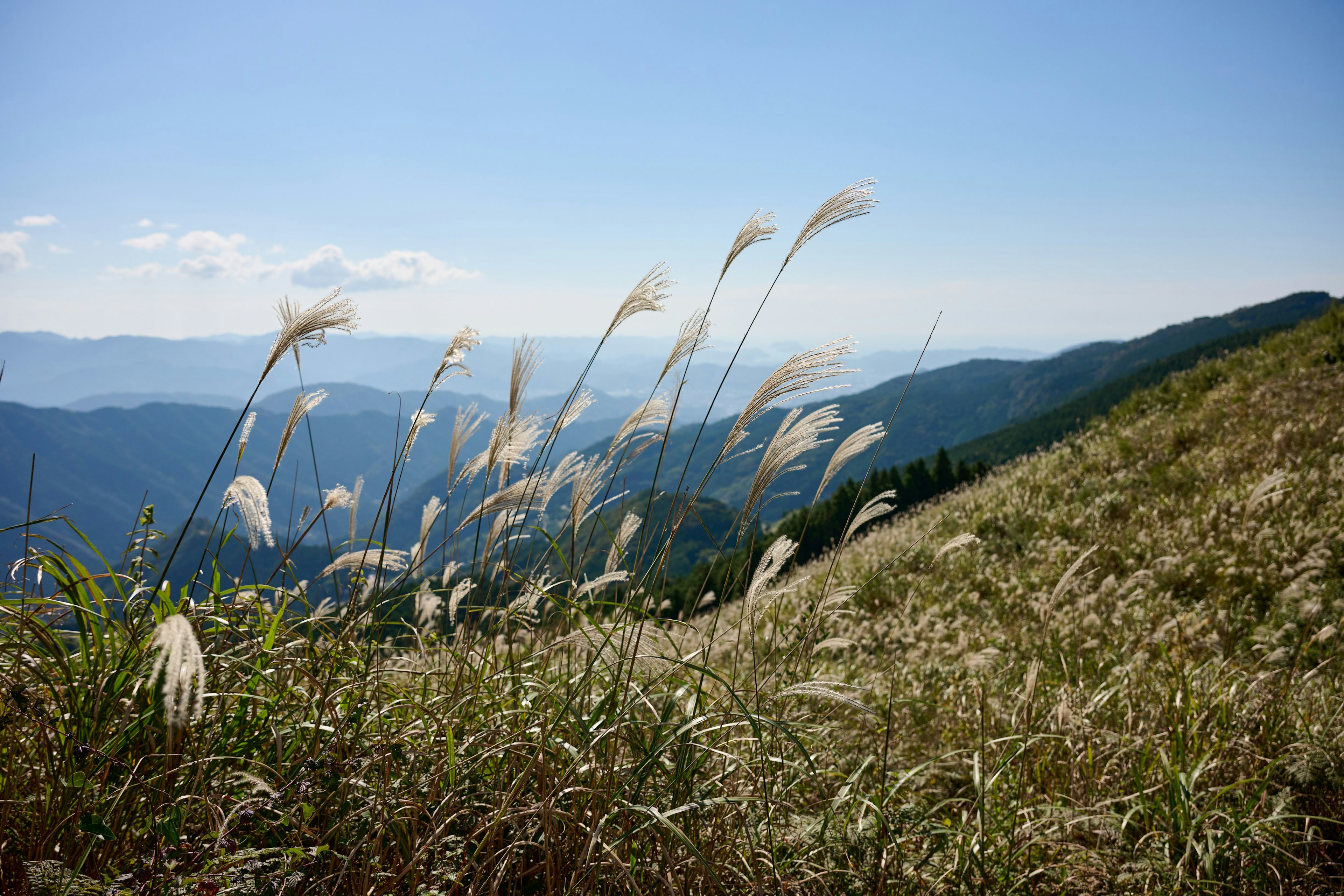 青空と山々を背景にした草原の穂