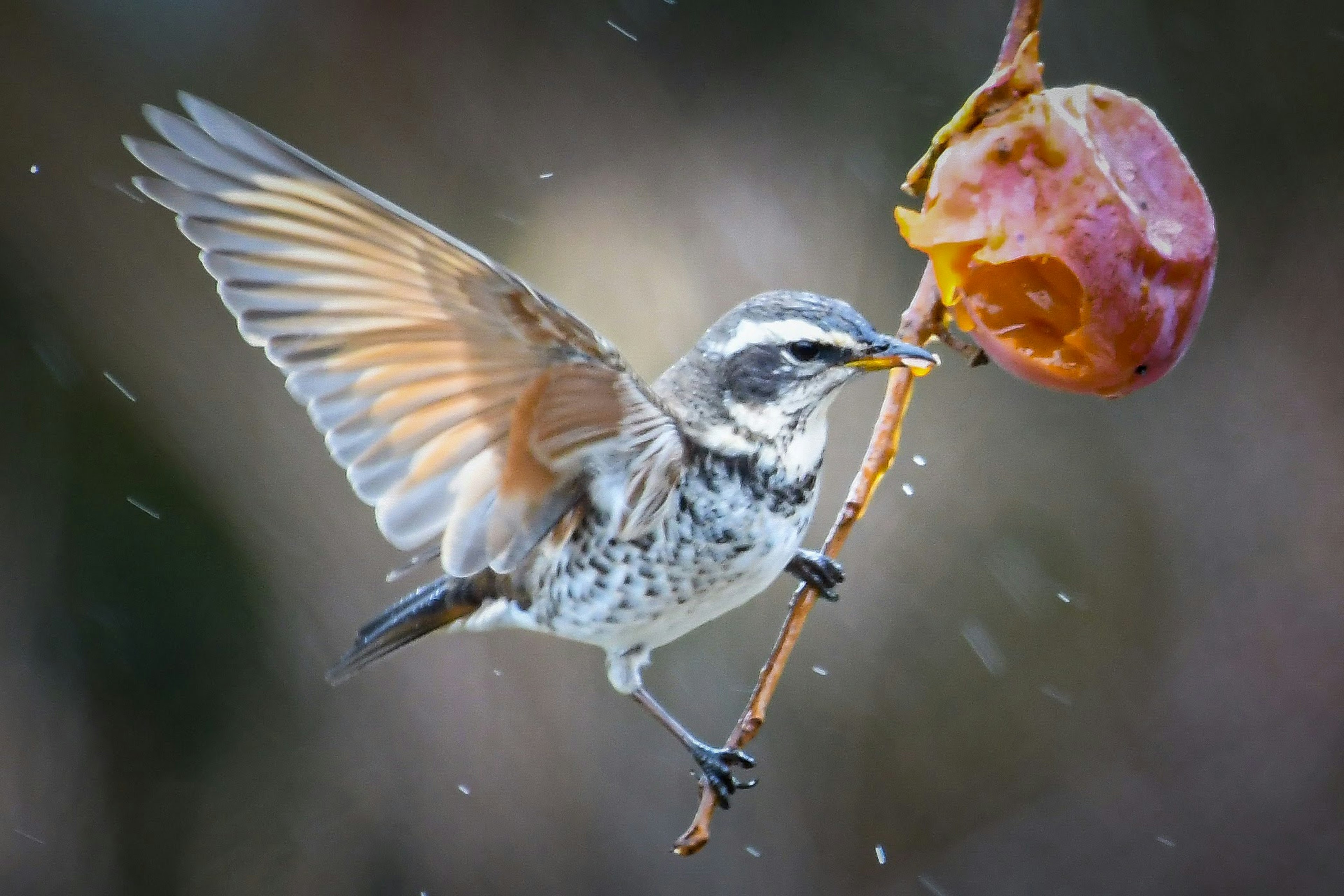 鳥が枝にとまっている様子と果物を持っている