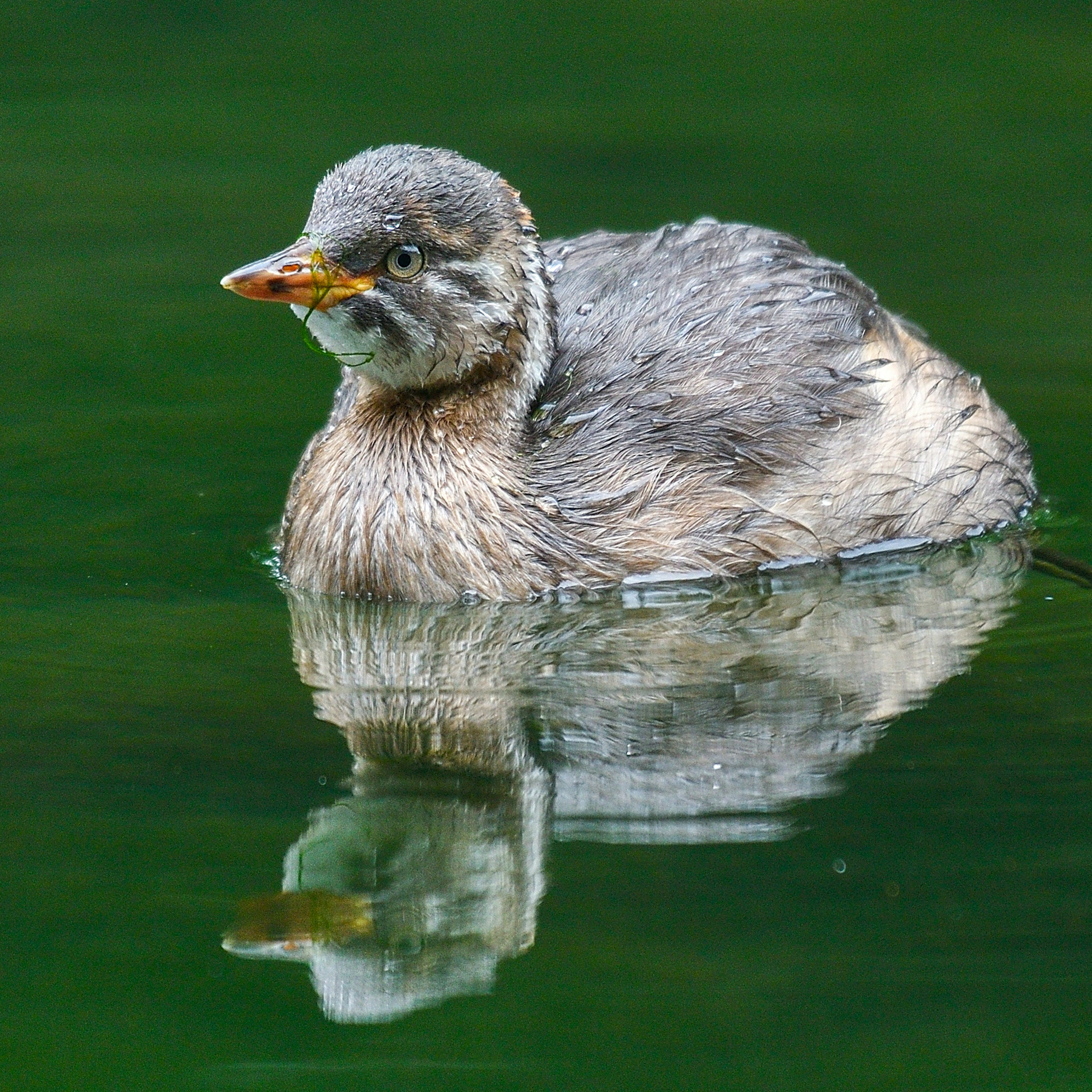 Kleiner Vogel schwimmt auf dem Wasser mit lebhaftem Spiegelbild