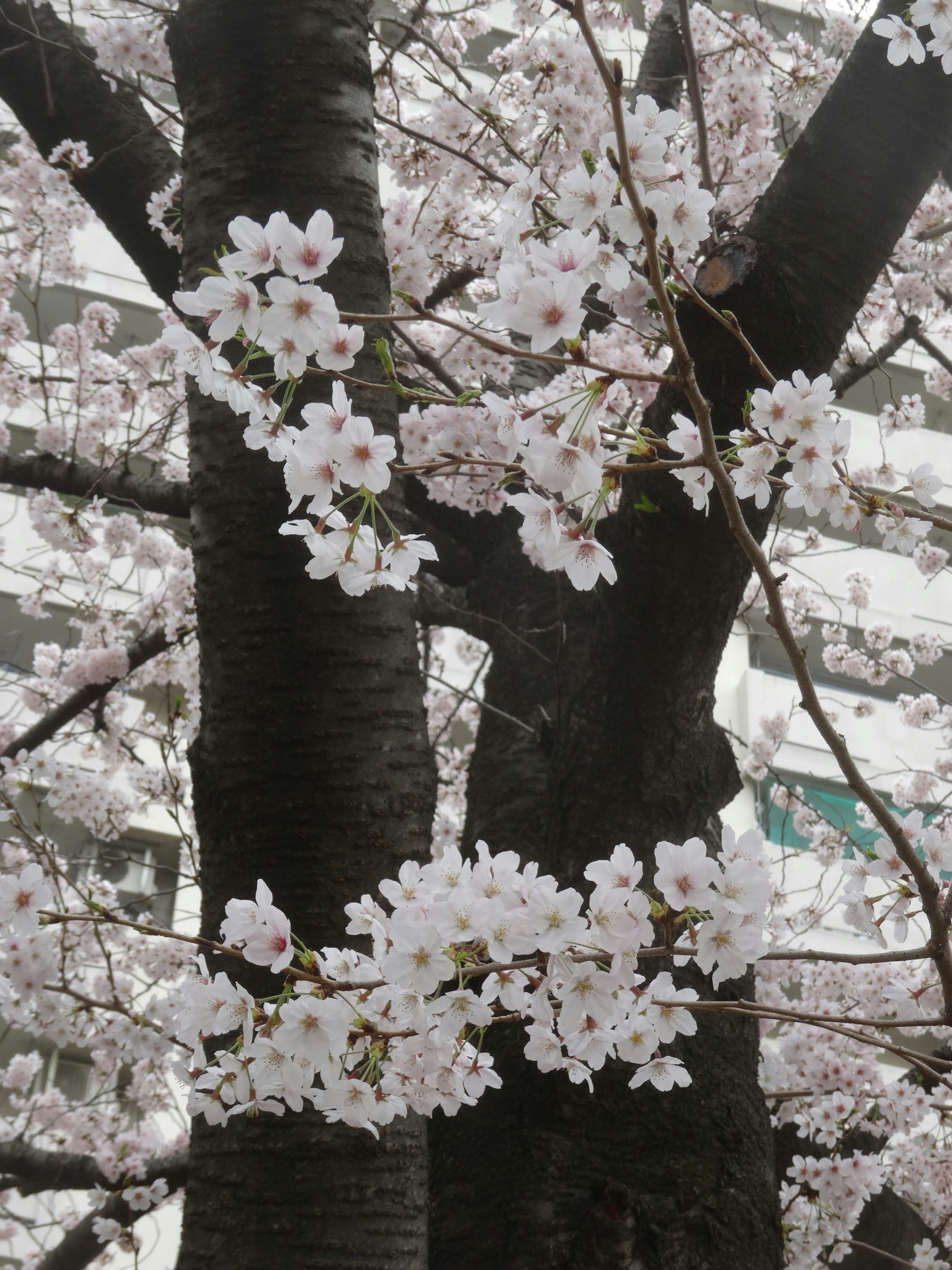 桜の花が咲いている木の幹の近くの写真