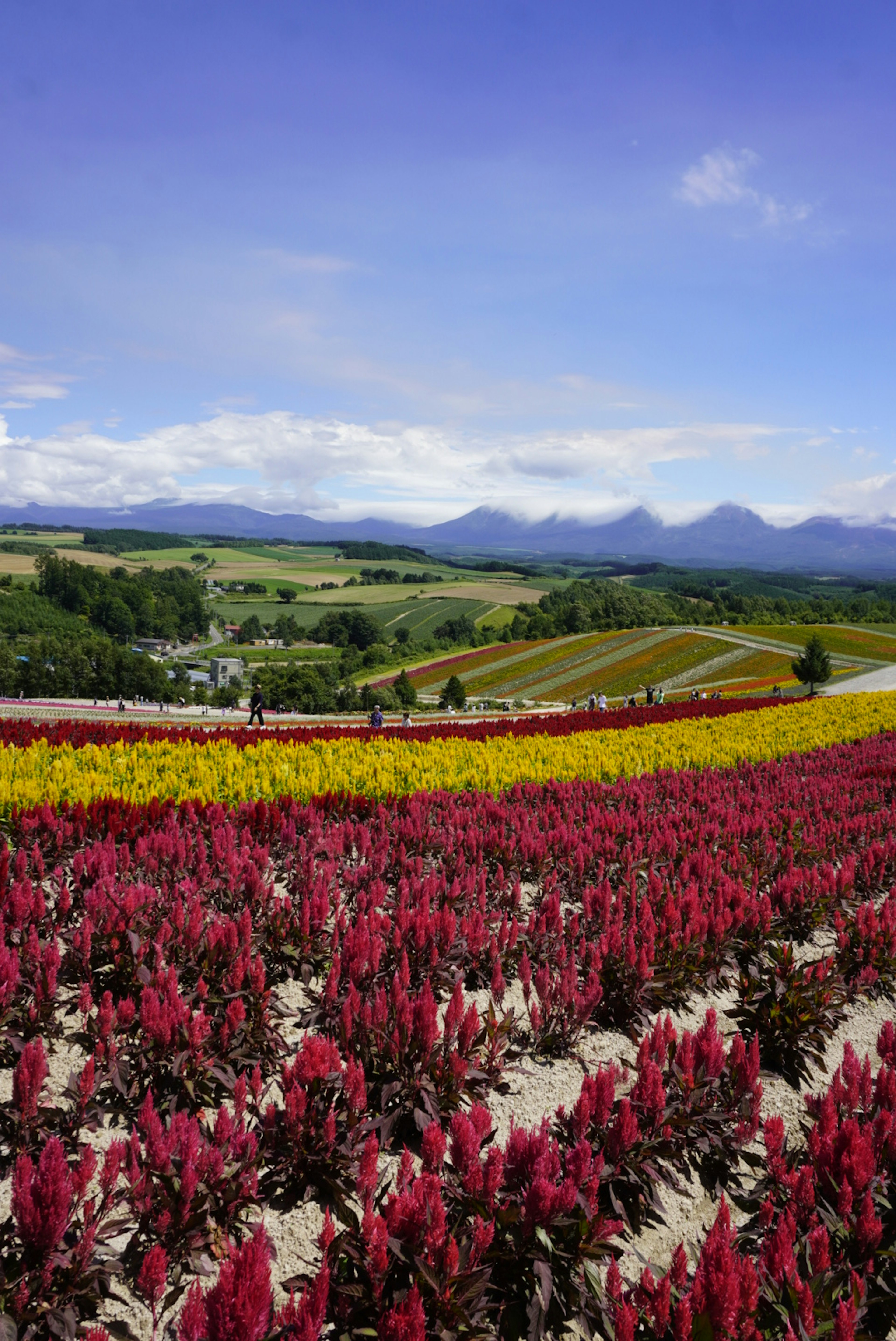 Ladang bunga berwarna-warni dengan bunga merah dan kuning di bawah langit biru