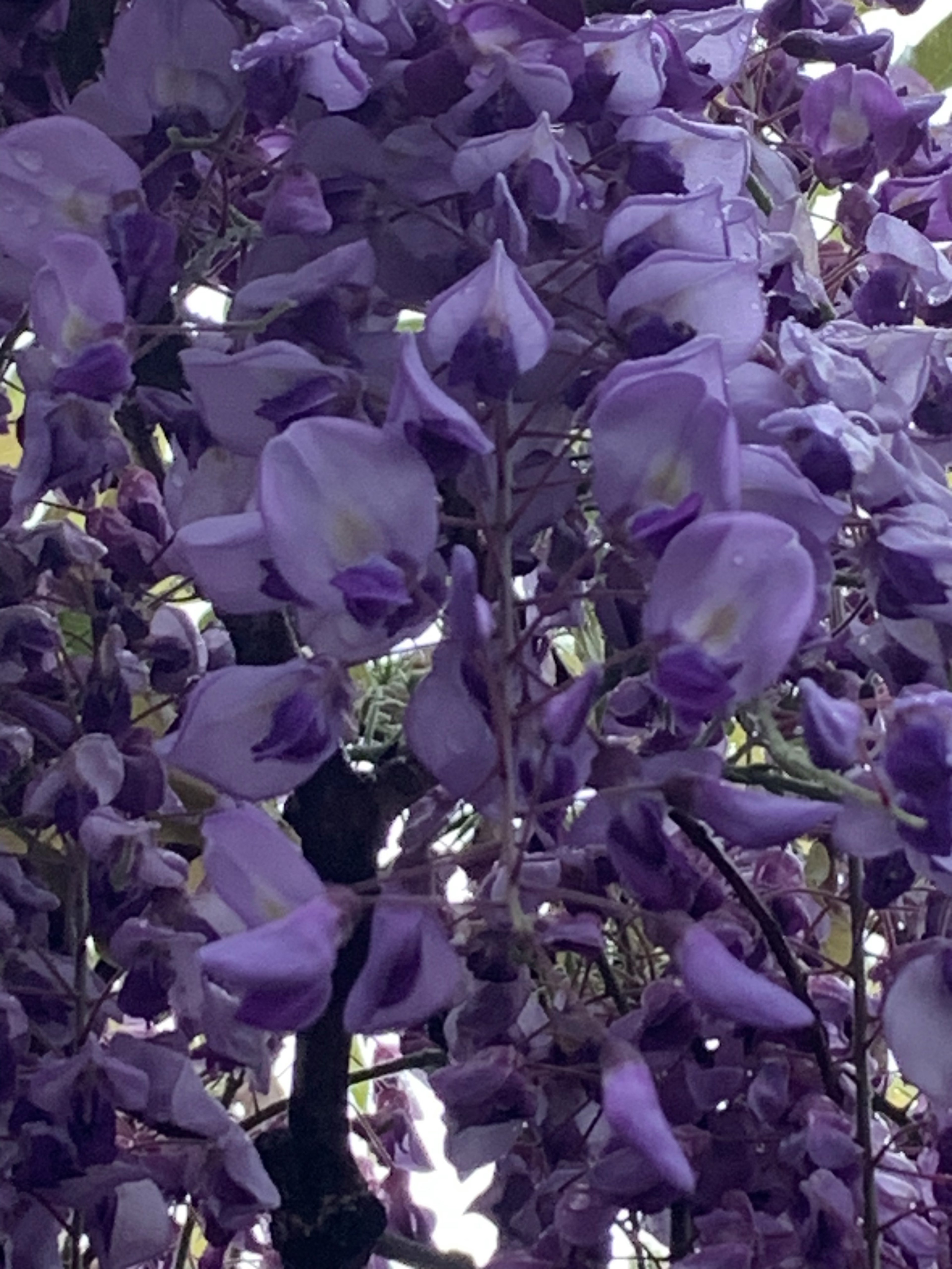 紫色の藤の花が房状に咲いている