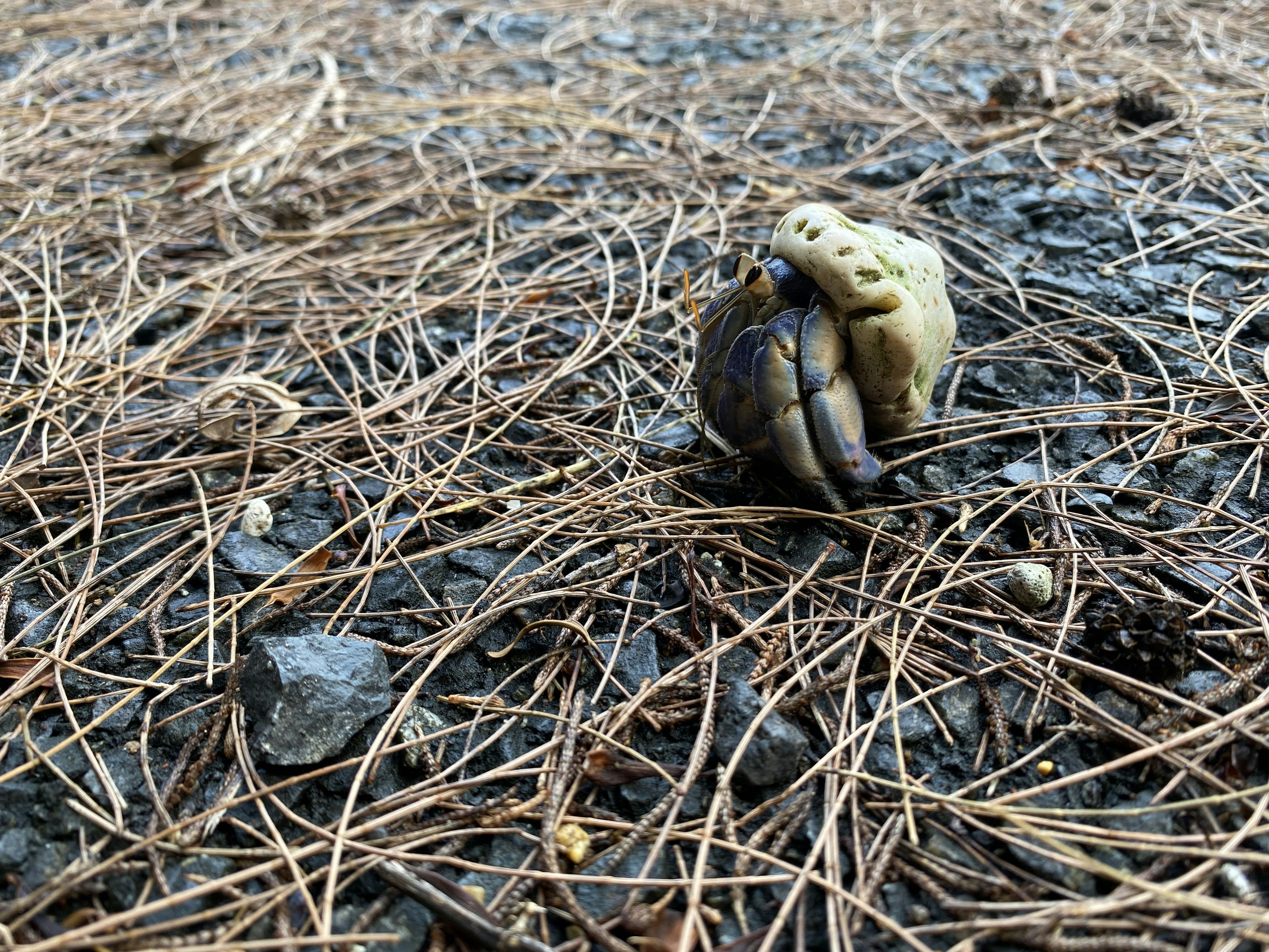 地面に落ちた松の葉と小石の上にいる二匹のカニ