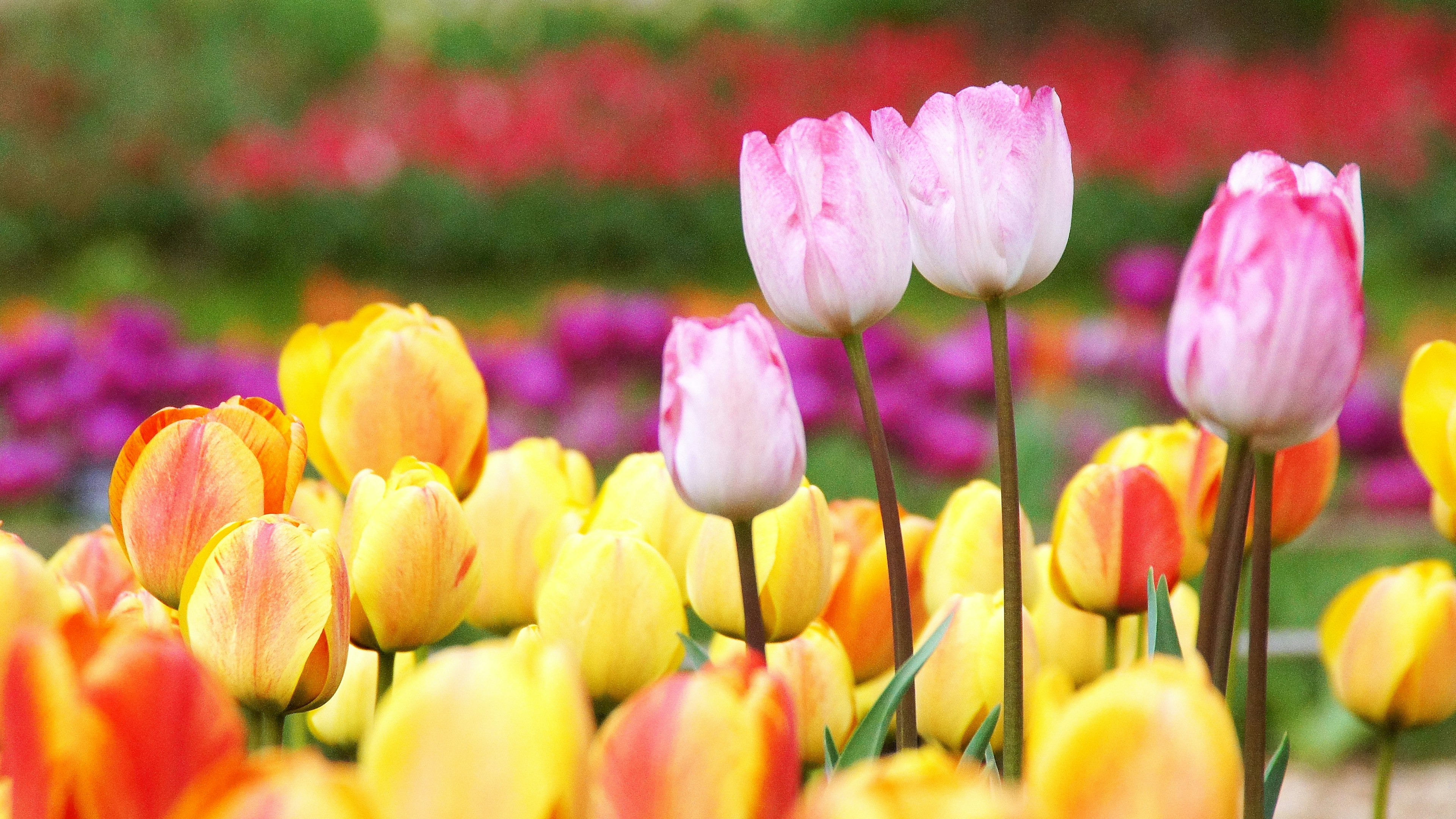 Những bông tulip đầy màu sắc nở trong một khu vườn sôi động