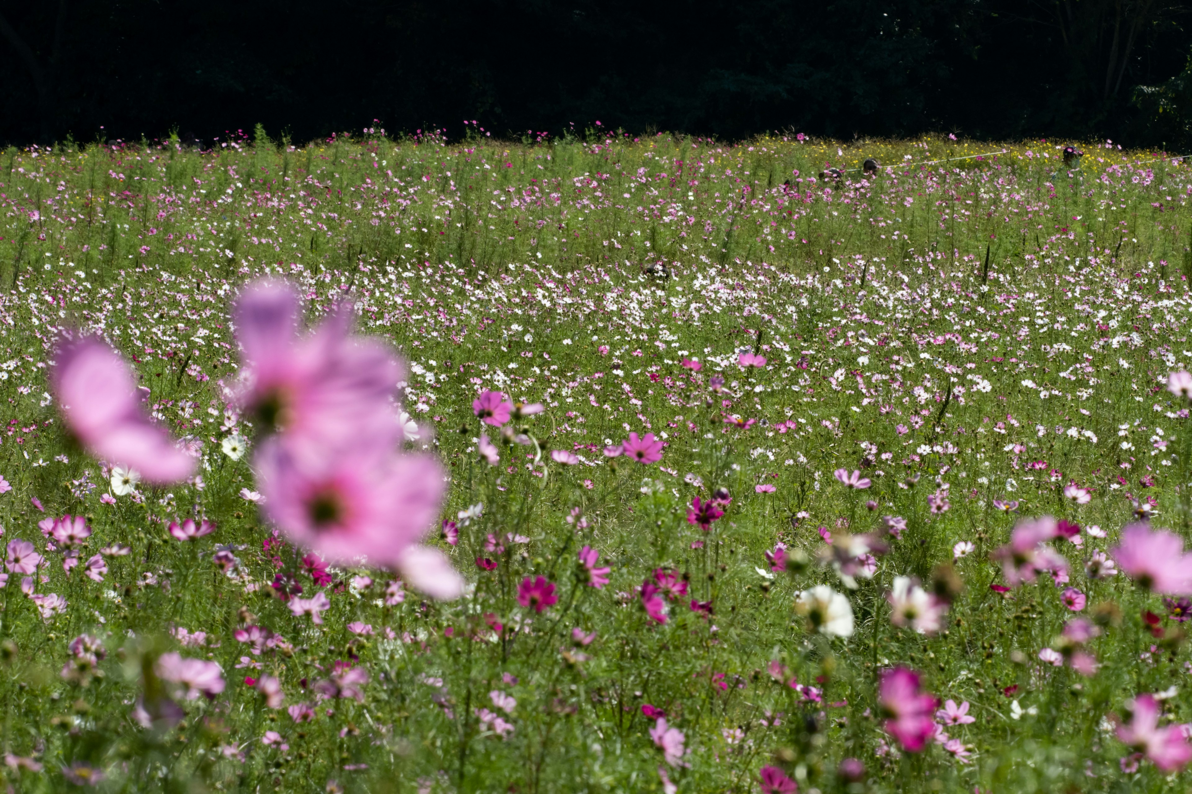 色とりどりの花が咲く広大な草原の風景