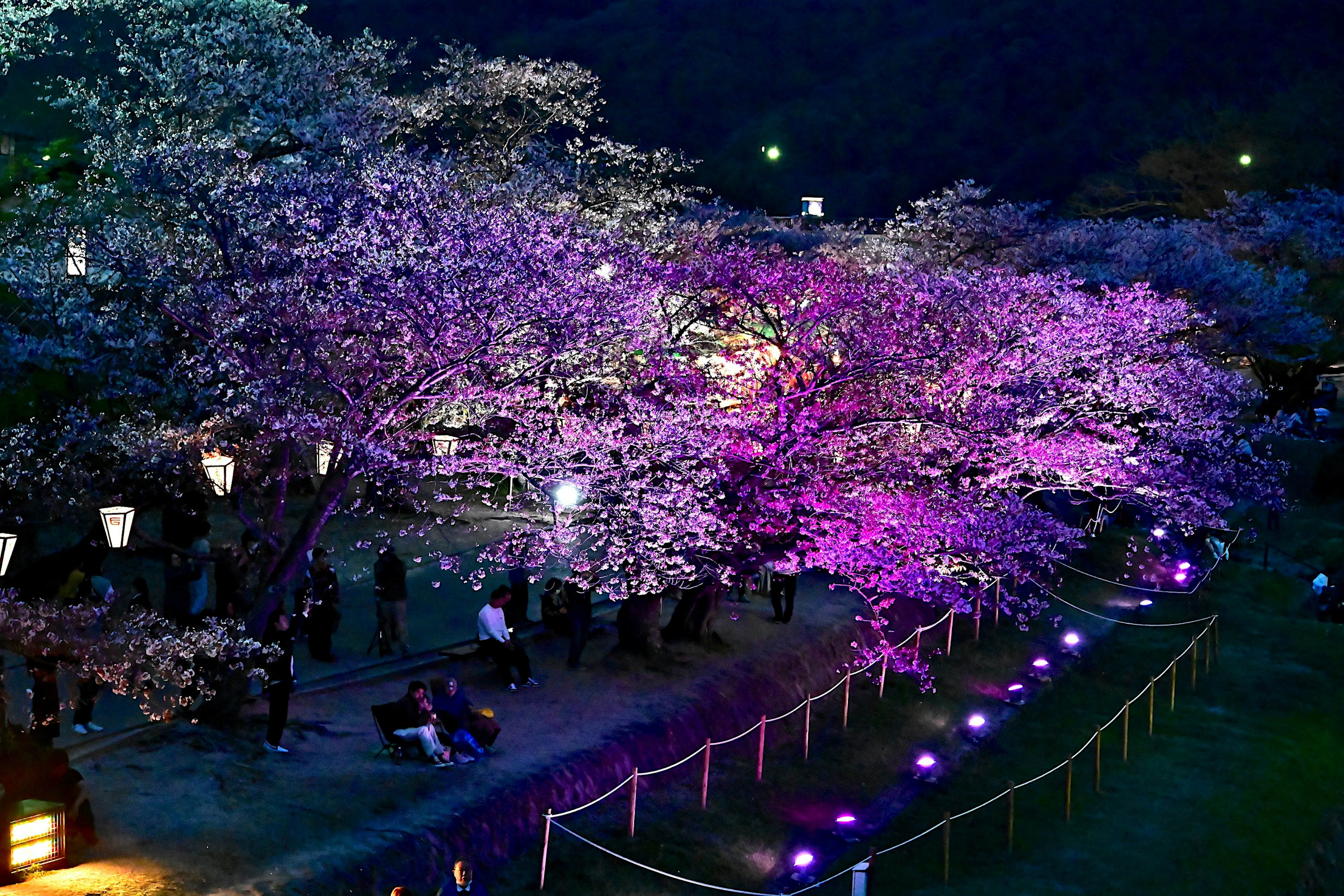 Illuminated cherry blossom trees at night with visitors