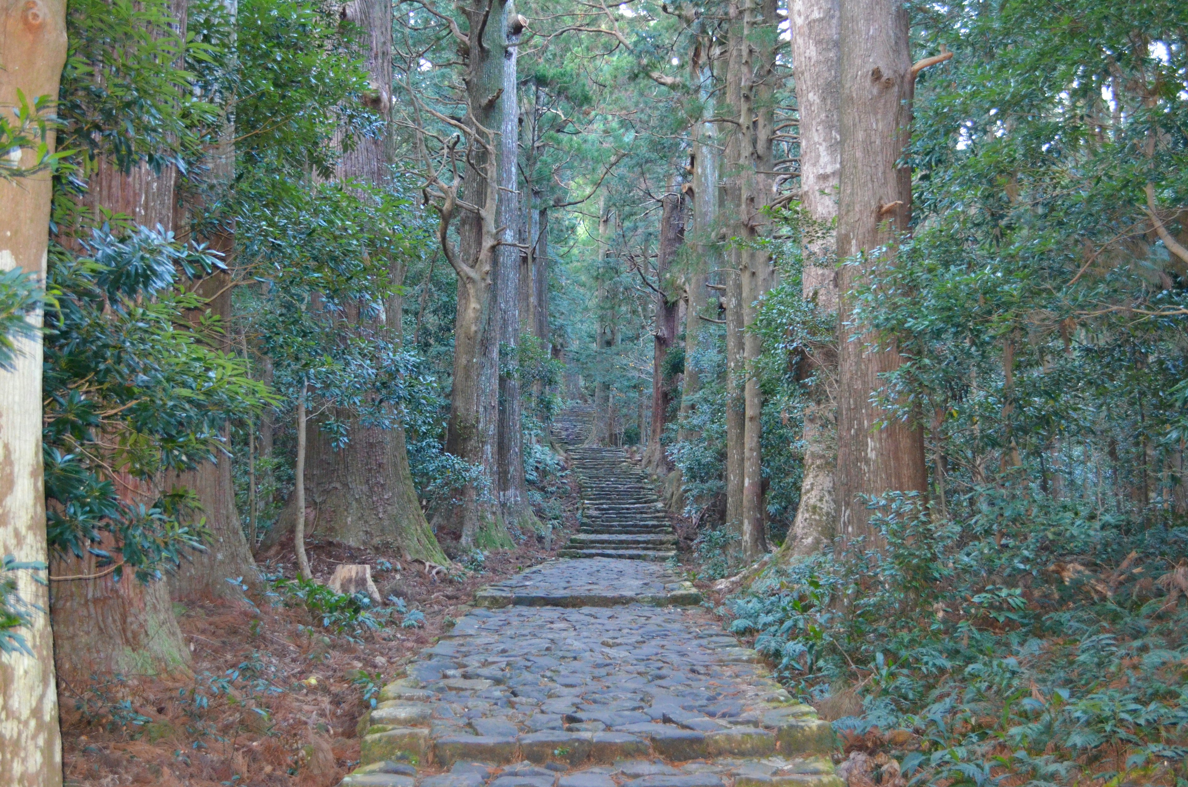 Chemin en pierre dans une forêt entourée d'arbres verts luxuriants