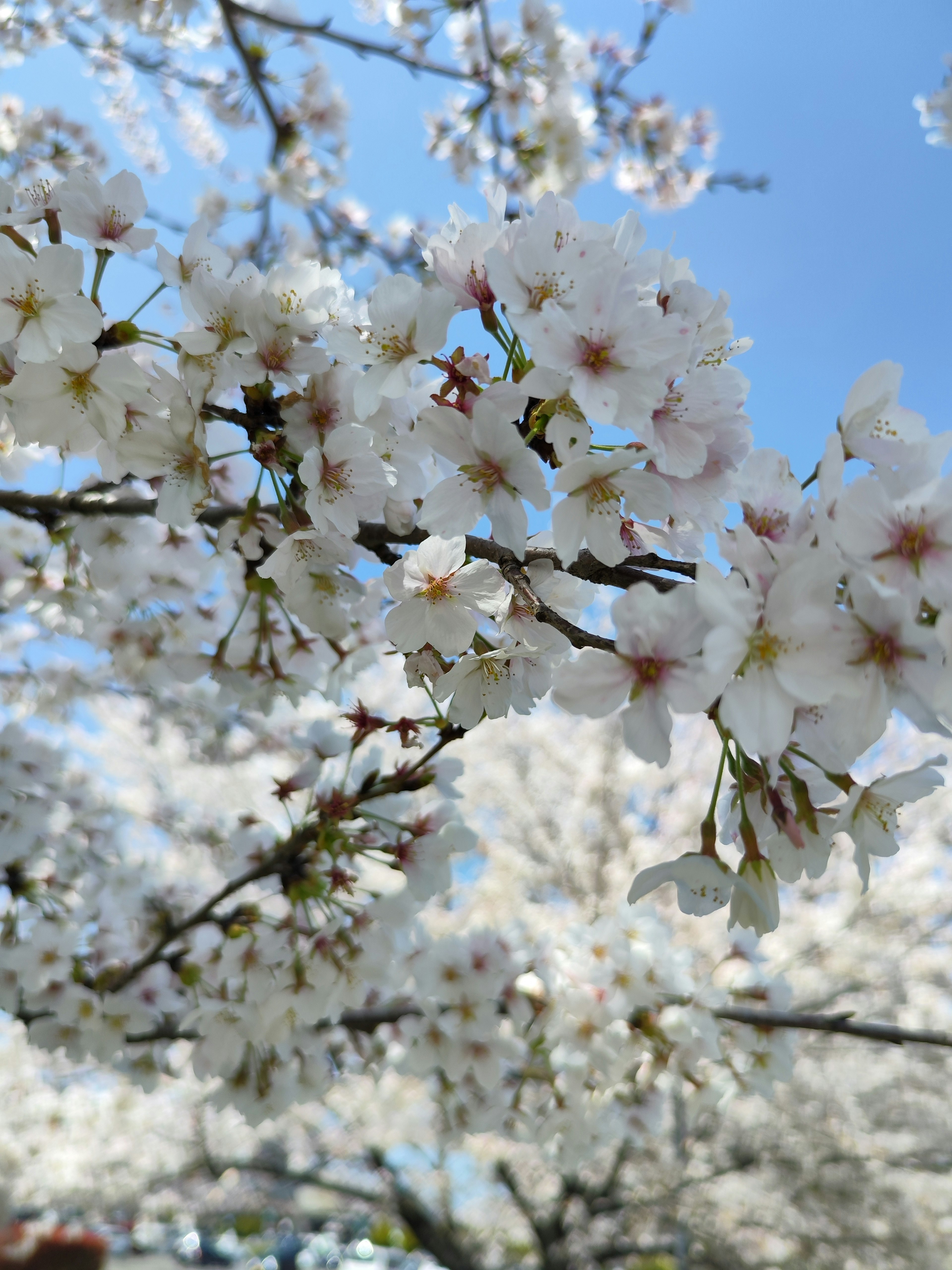 Cabang bunga sakura mekar dengan latar belakang langit biru