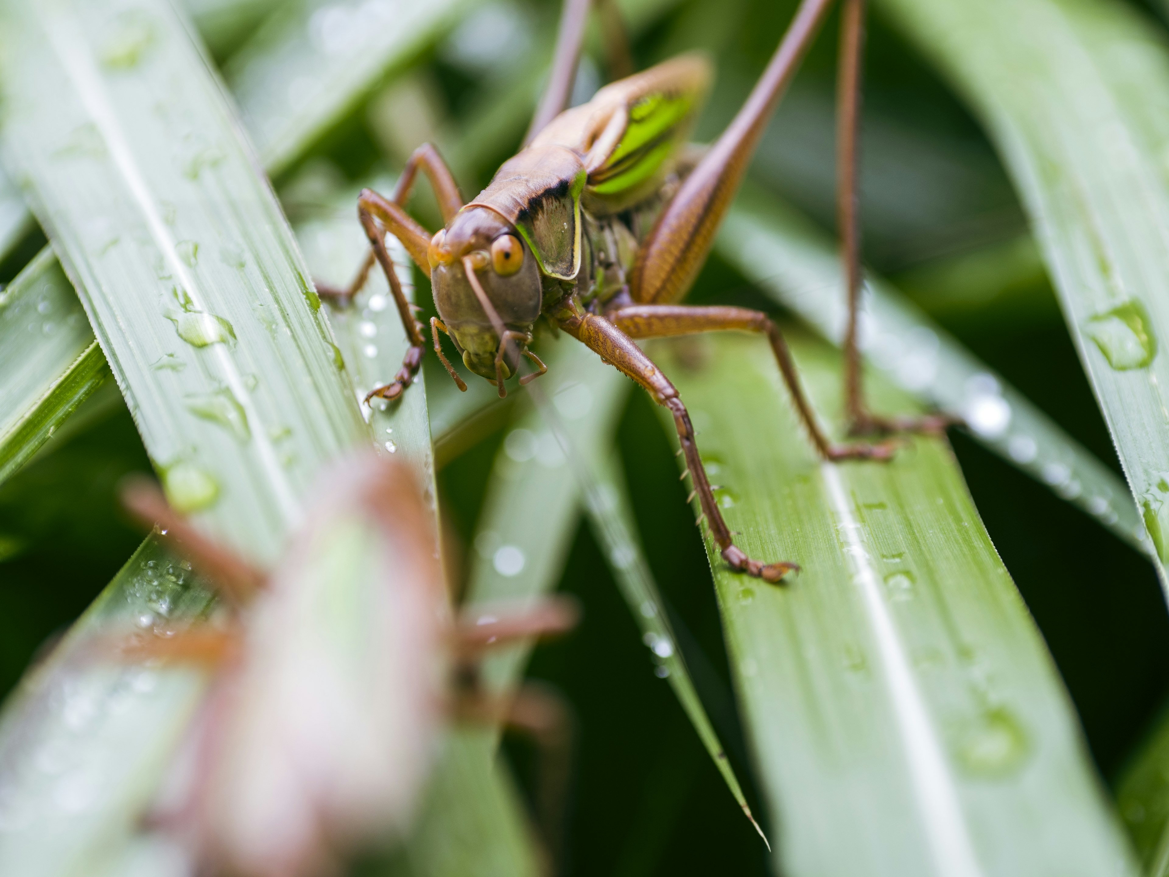 Close-up belalang hijau di atas daun basah