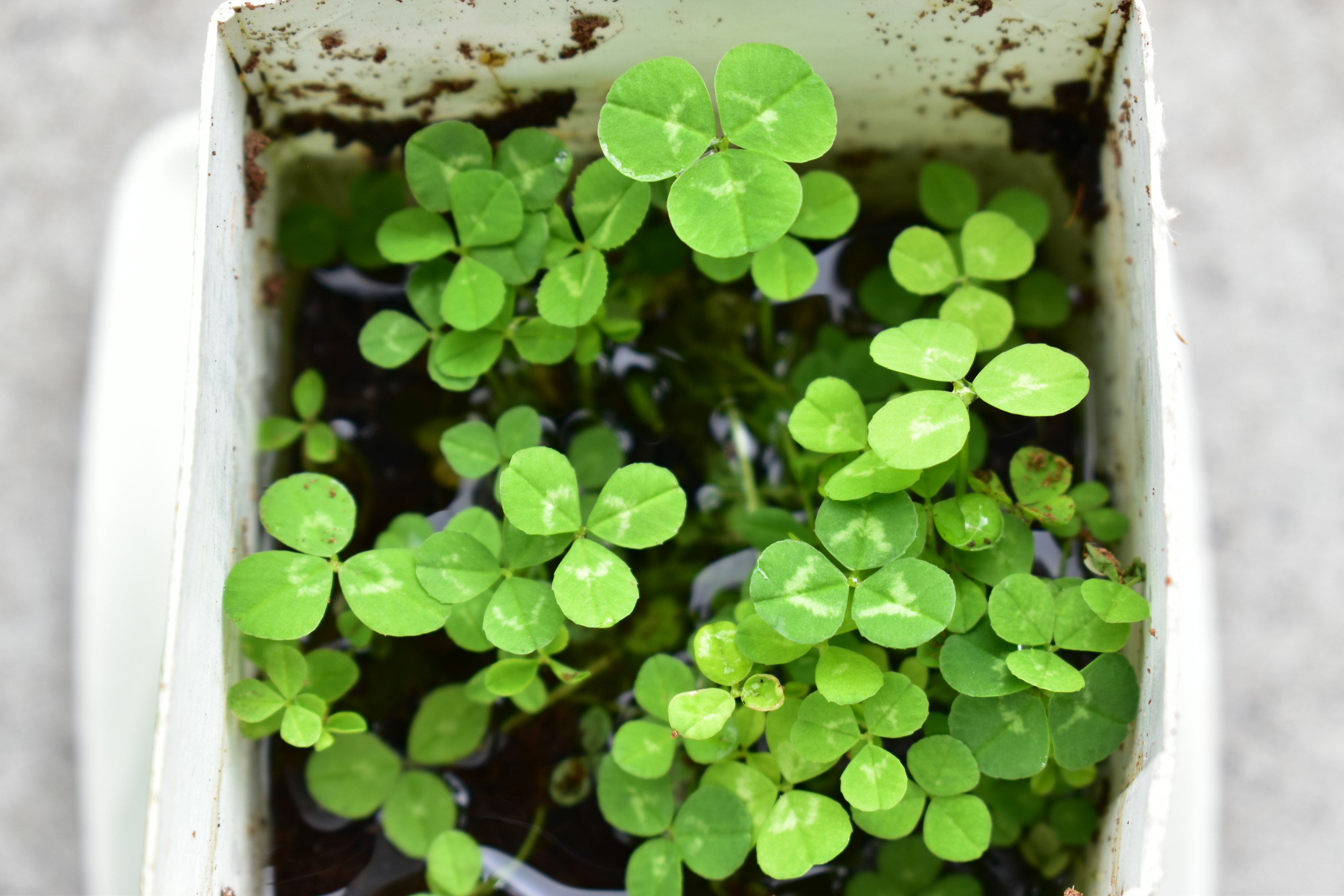 Un petit pot rempli de plantes vertes luxuriantes et de feuilles