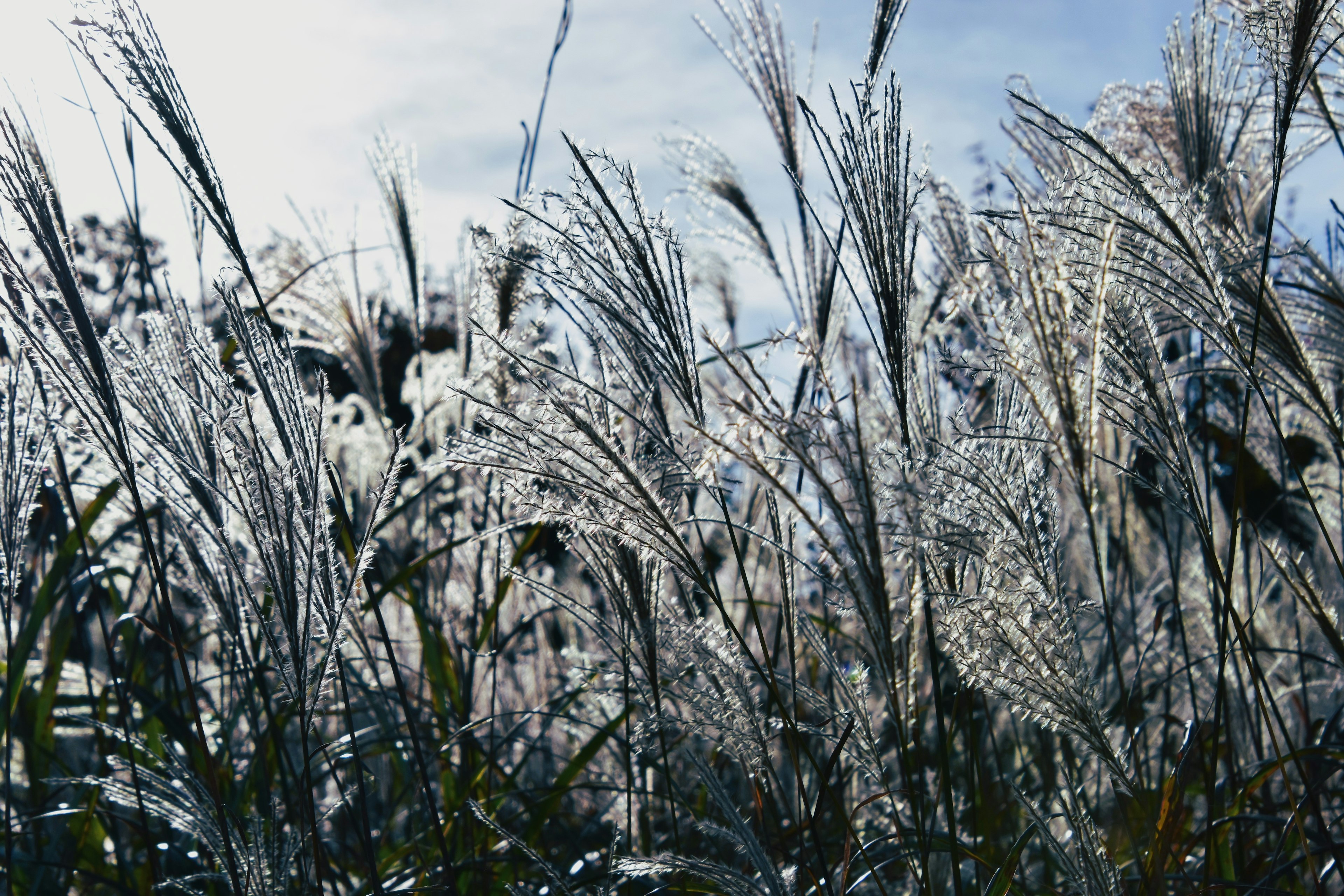 Herbes de la pampa se balançant dans le vent sous un ciel bleu clair