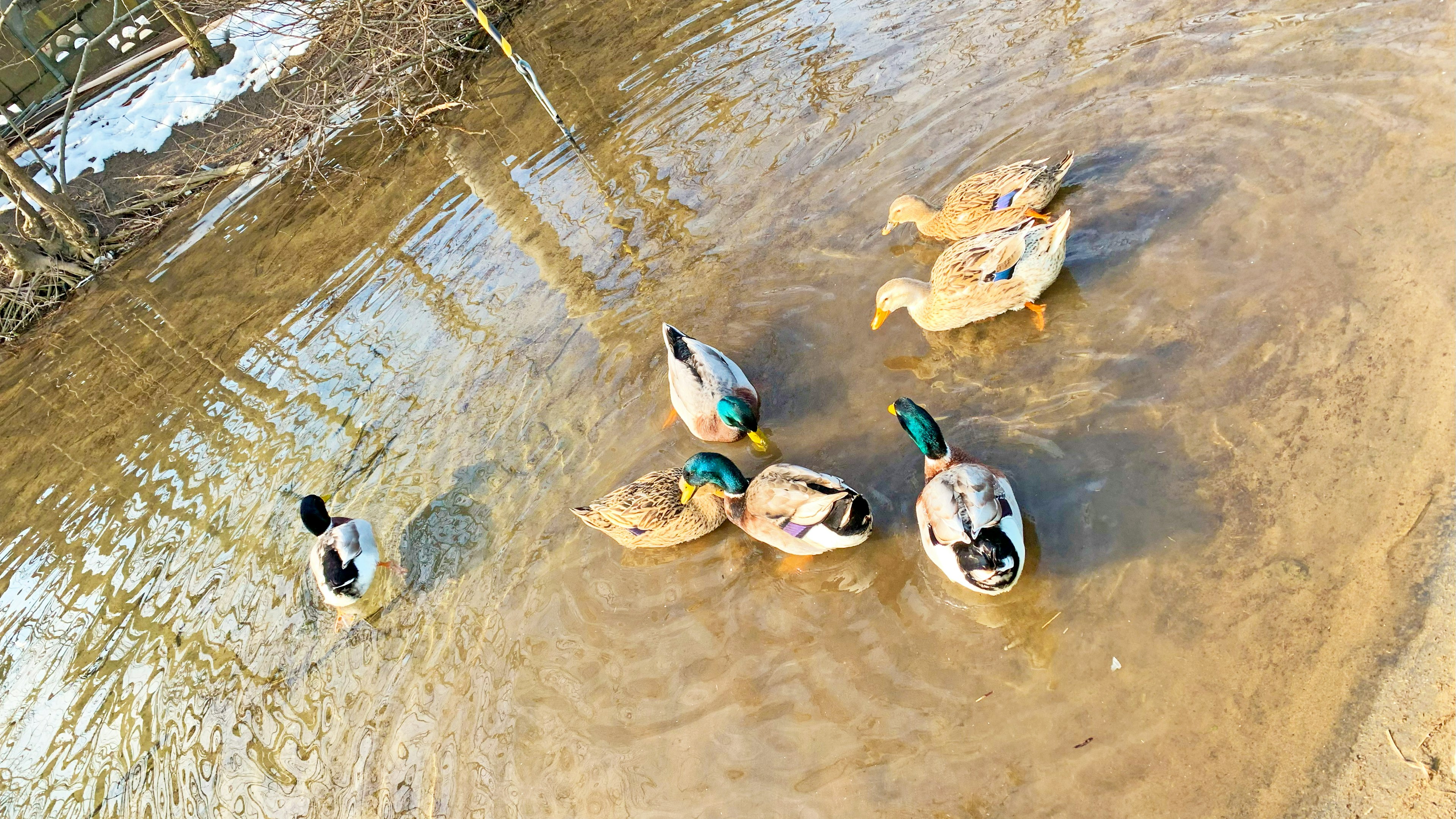 Sekelompok bebek berenang di air dangkal