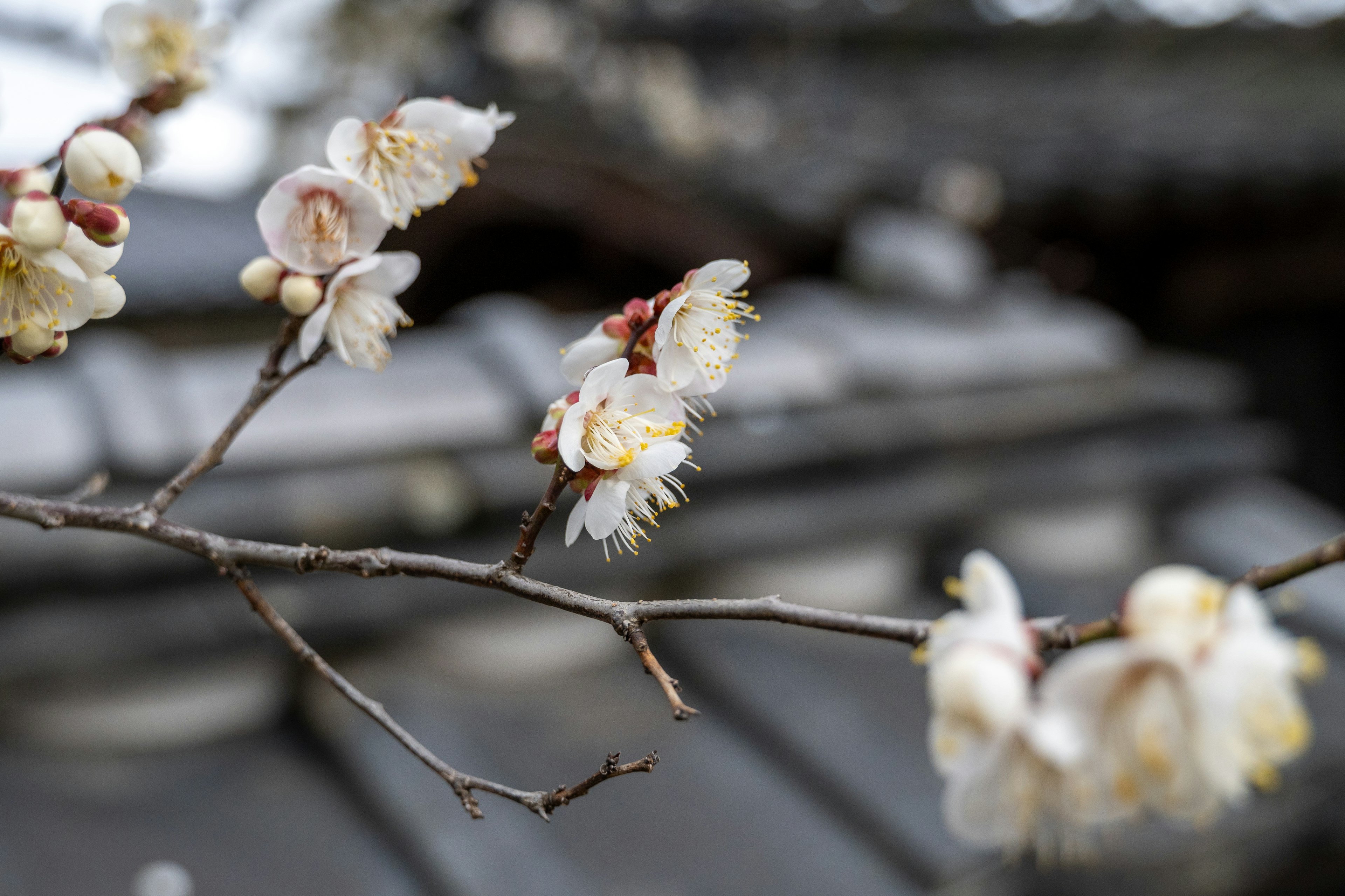 Branche avec des fleurs blanches en fleurs et un bâtiment traditionnel flou en arrière-plan