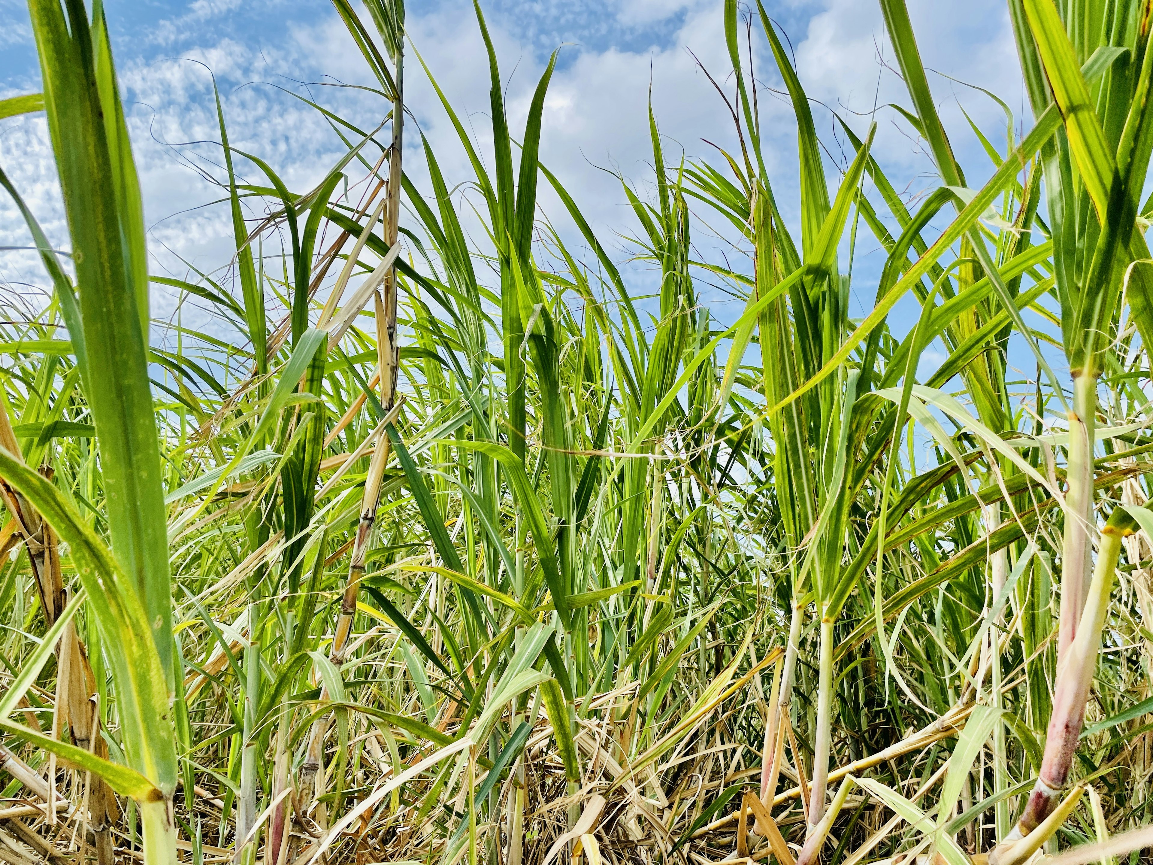 Campo de caña de azúcar exuberante con tallos verdes vibrantes bajo un cielo azul