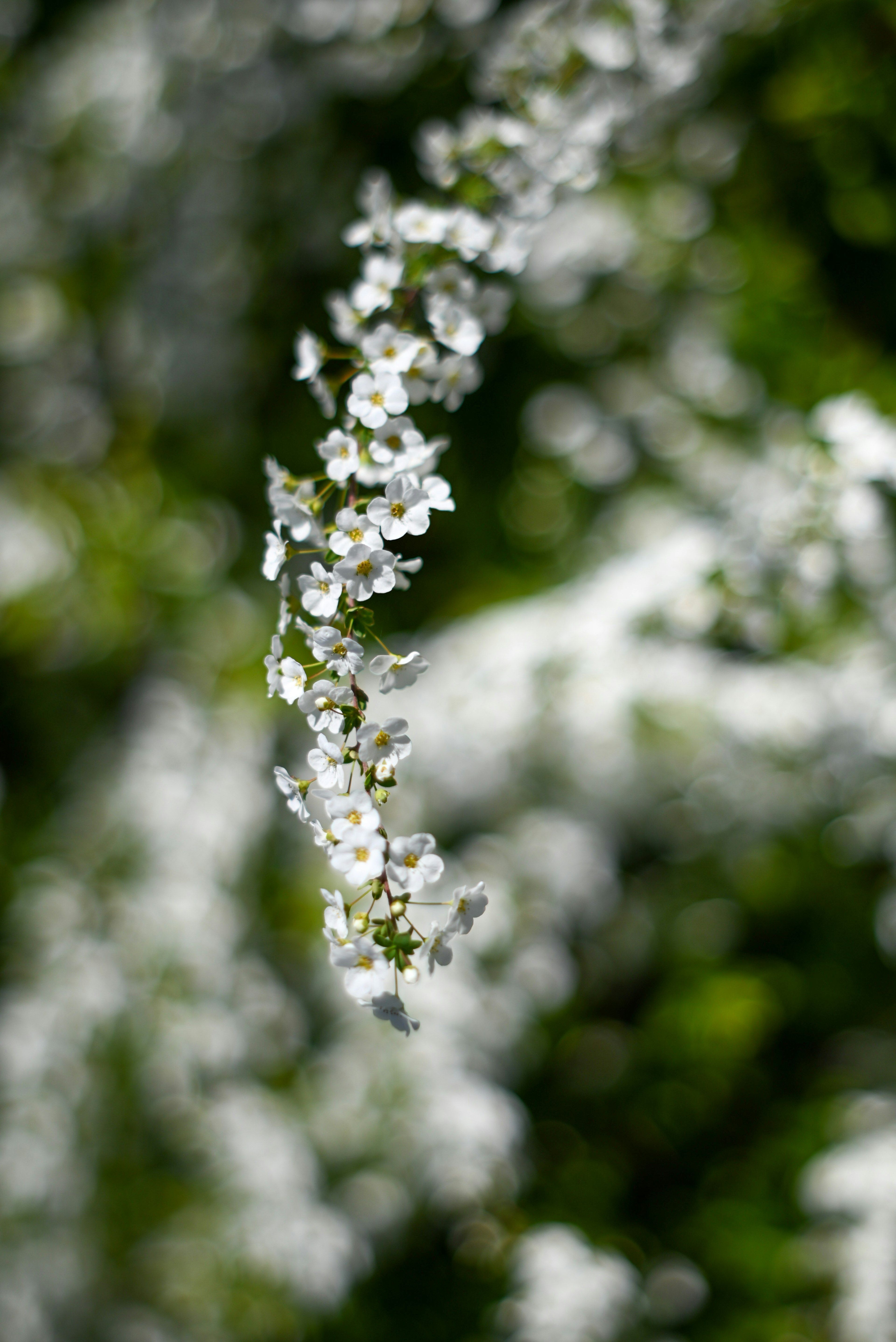 Bild von weißen Blumen, die vor grünem Hintergrund blühen