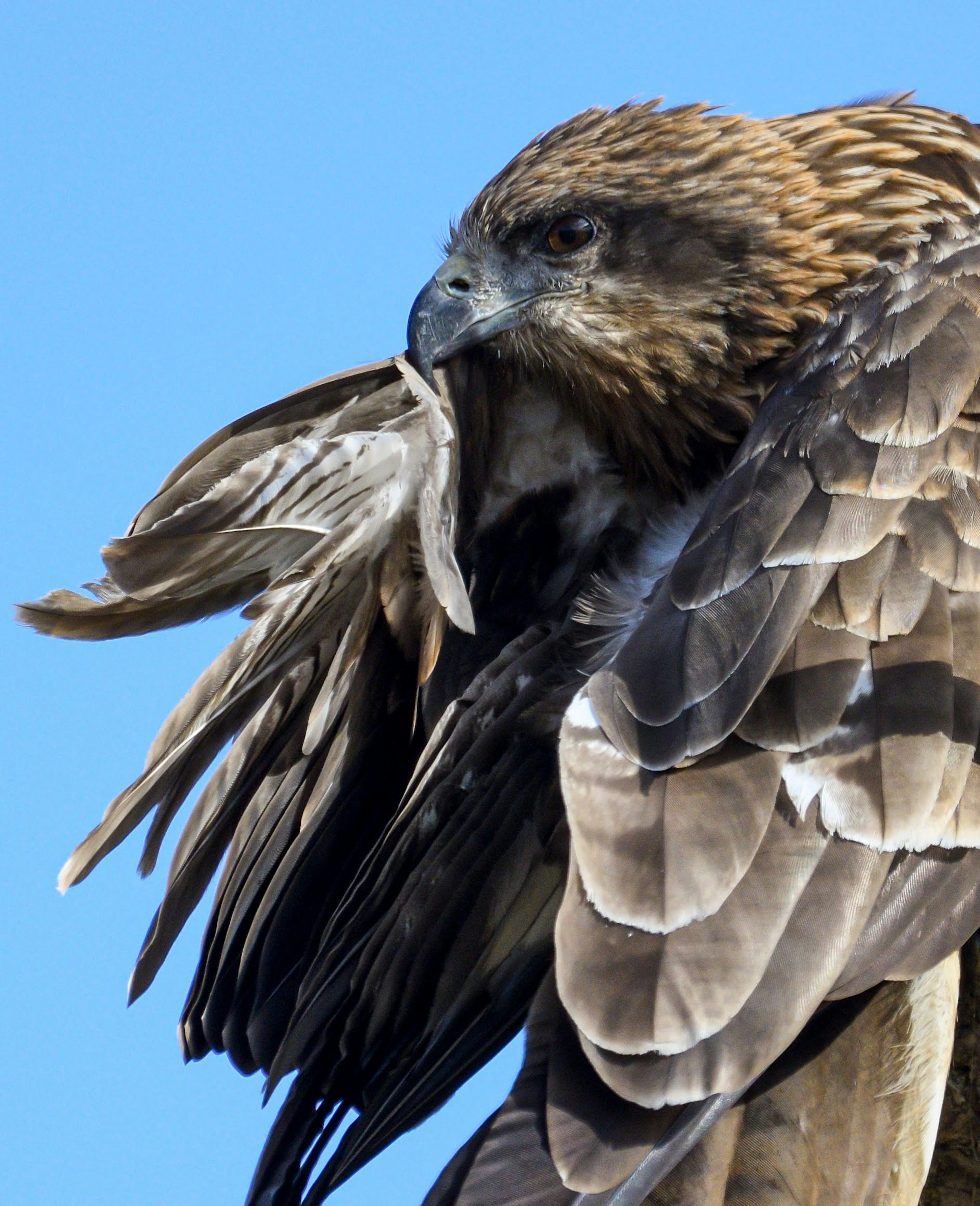 Un faucon avec un plumage magnifique tenant sa proie