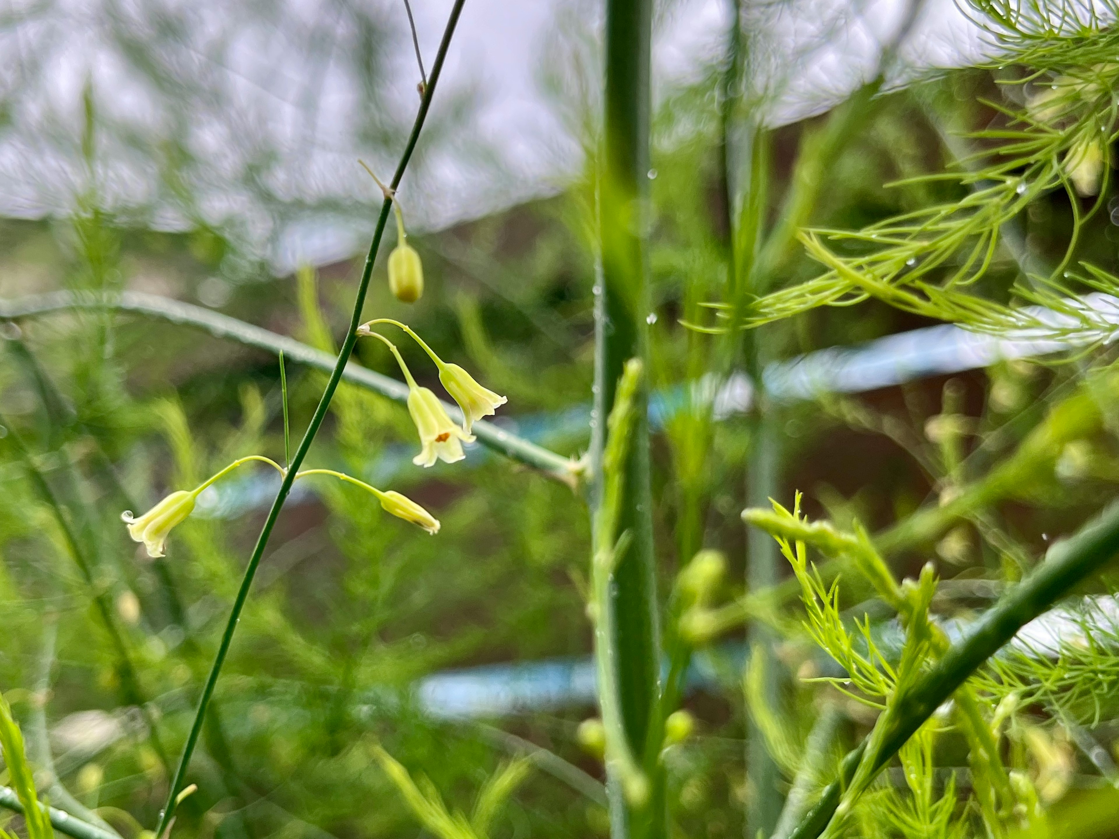 Nahaufnahme einer Pflanze mit schlanken grünen Stängeln und kleinen gelben Blüten