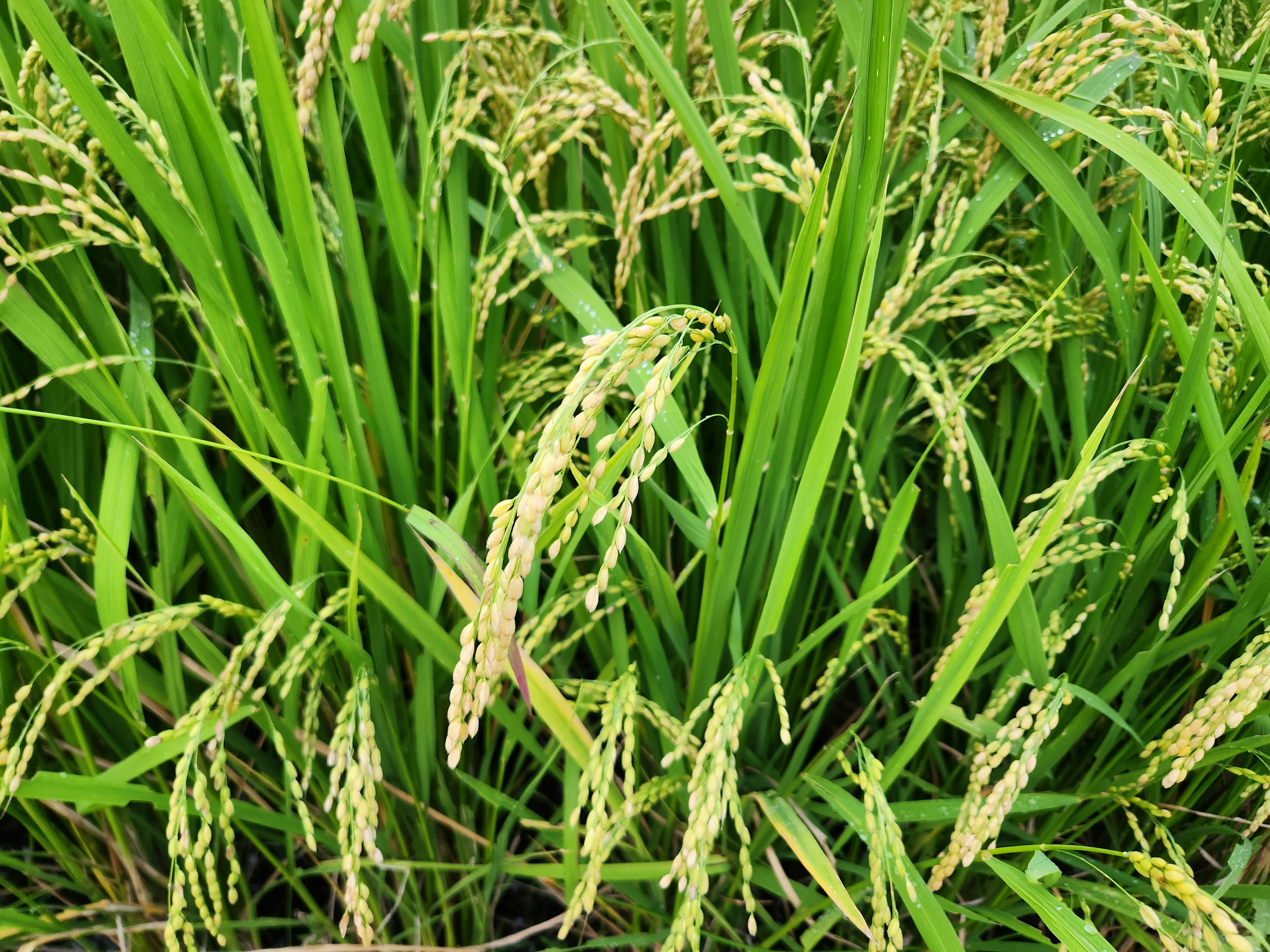 Lush green rice plants with ripening grains in a field