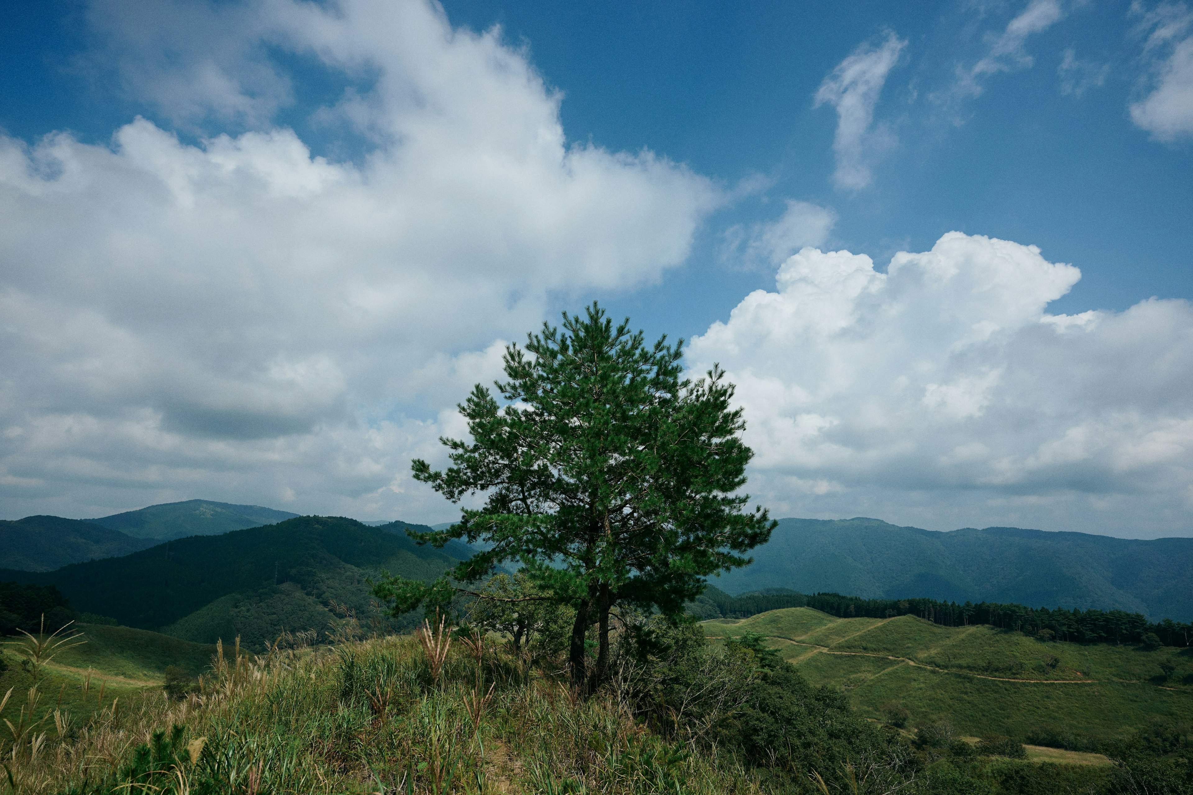 青空と雲の下に立つ一本の木と緑の丘の風景